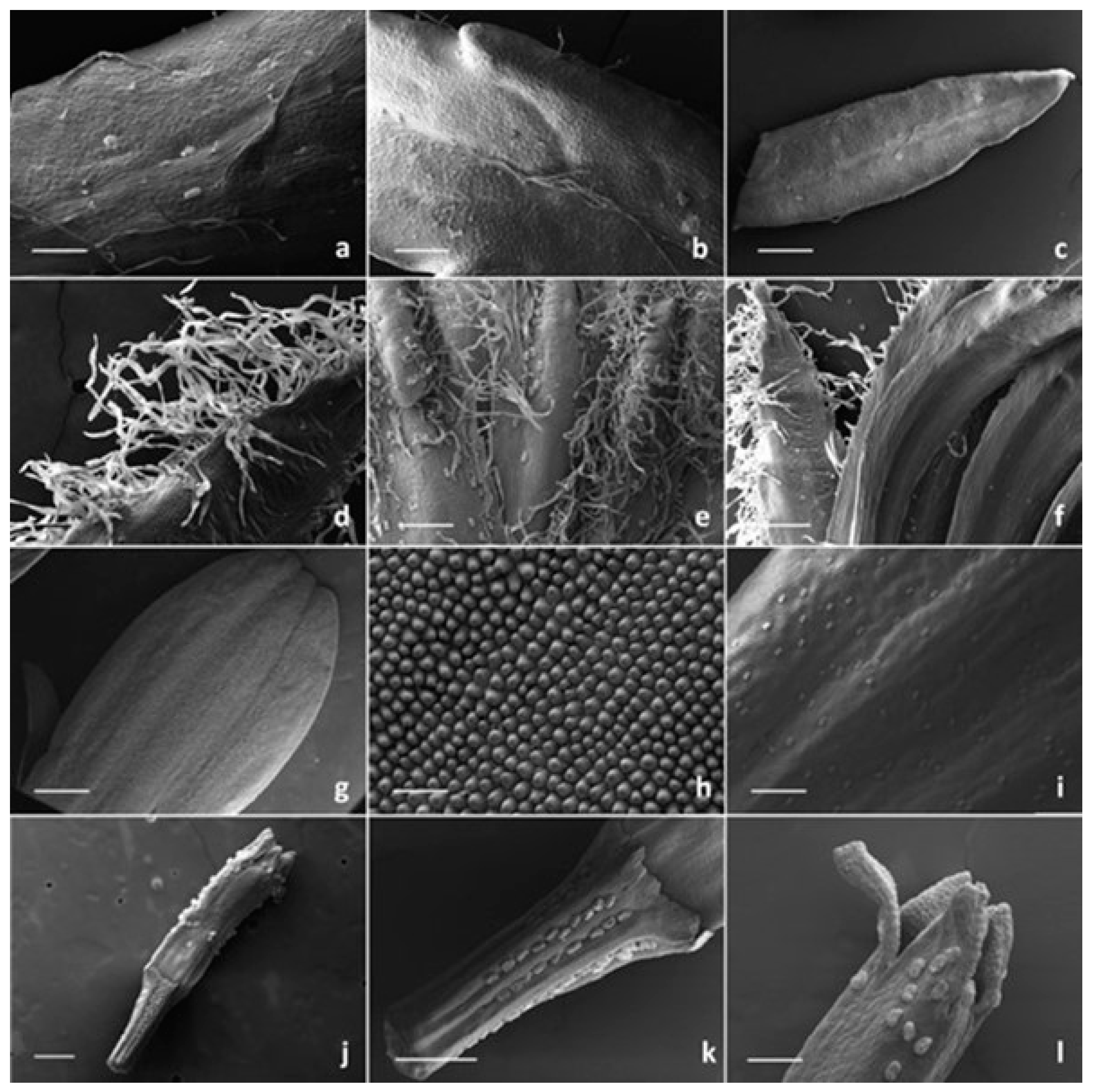 Plants 13 00155 g004