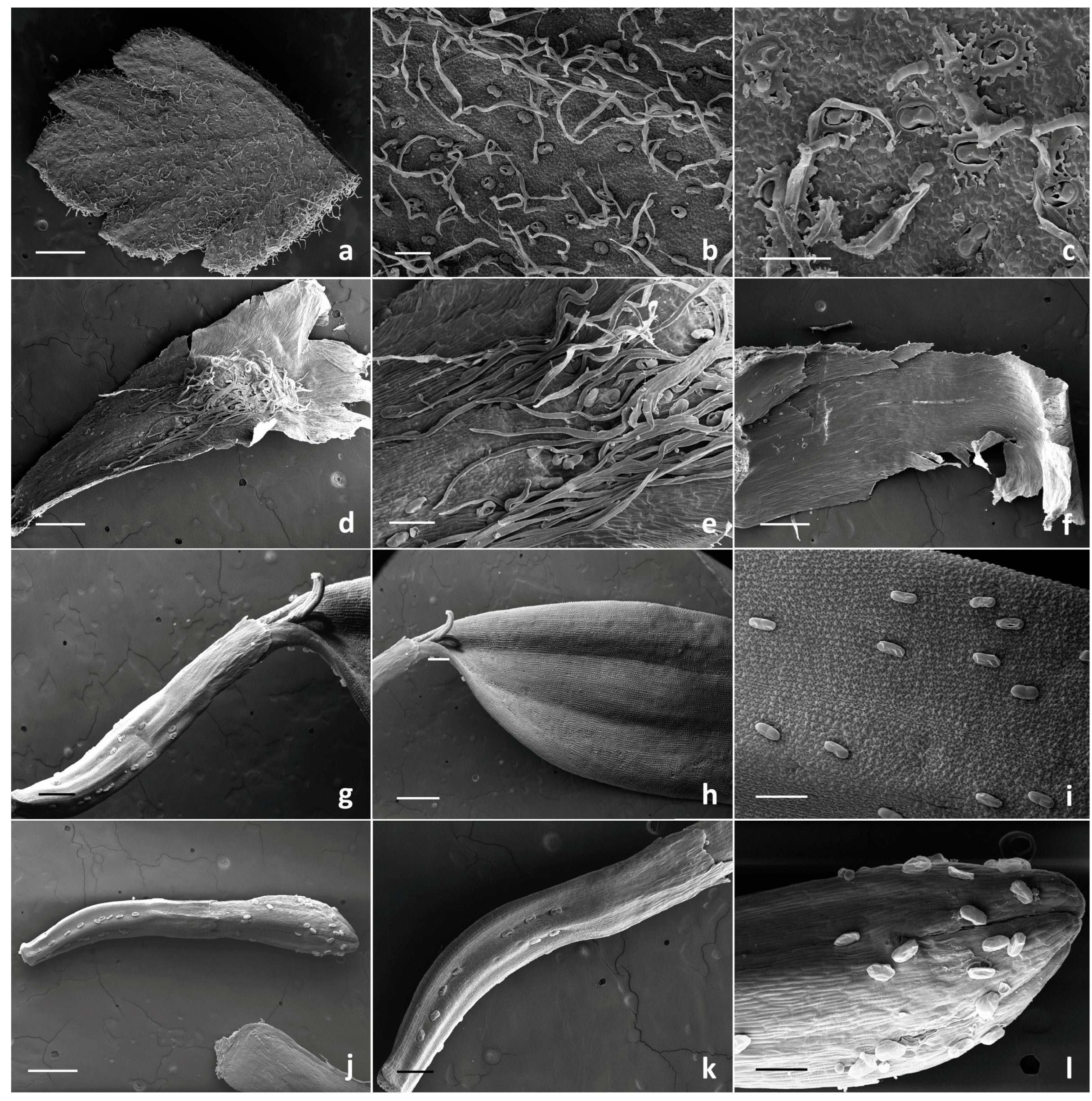 Plants 13 00155 g005