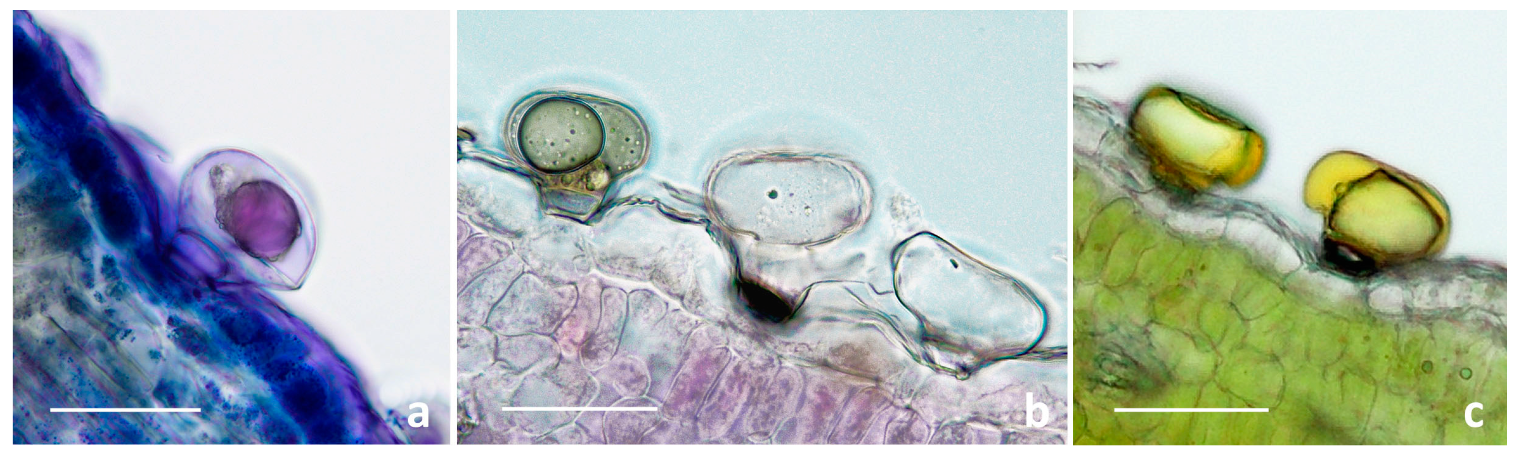 Plants 13 00155 g006