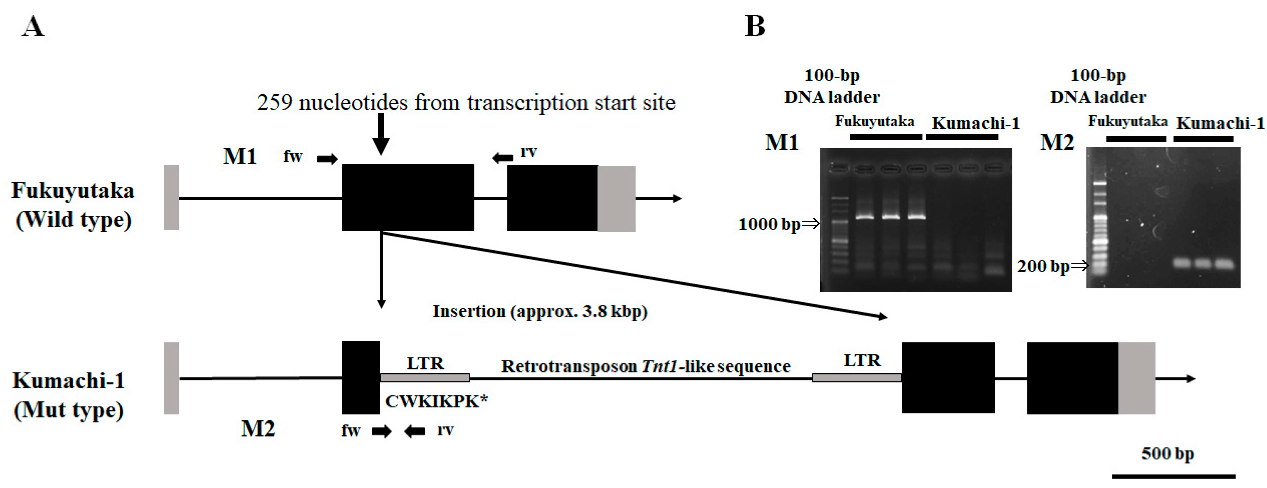 Plants 13 00156 g001 Plants 13 00156 g001