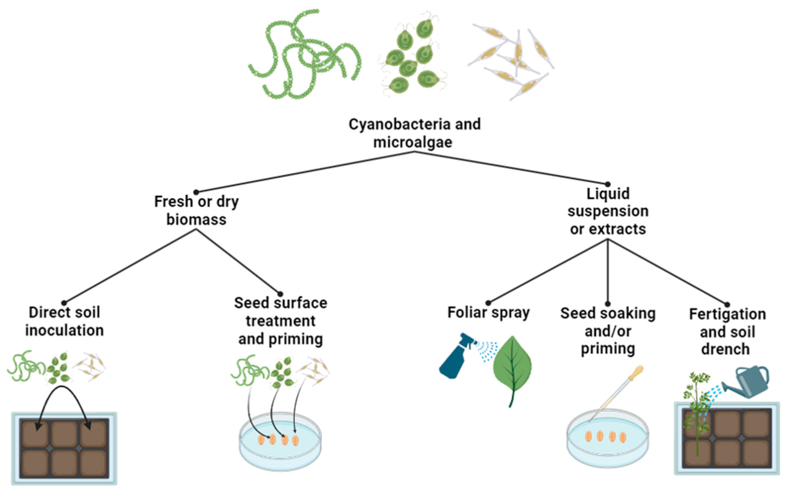 Plants 13 00159 g002