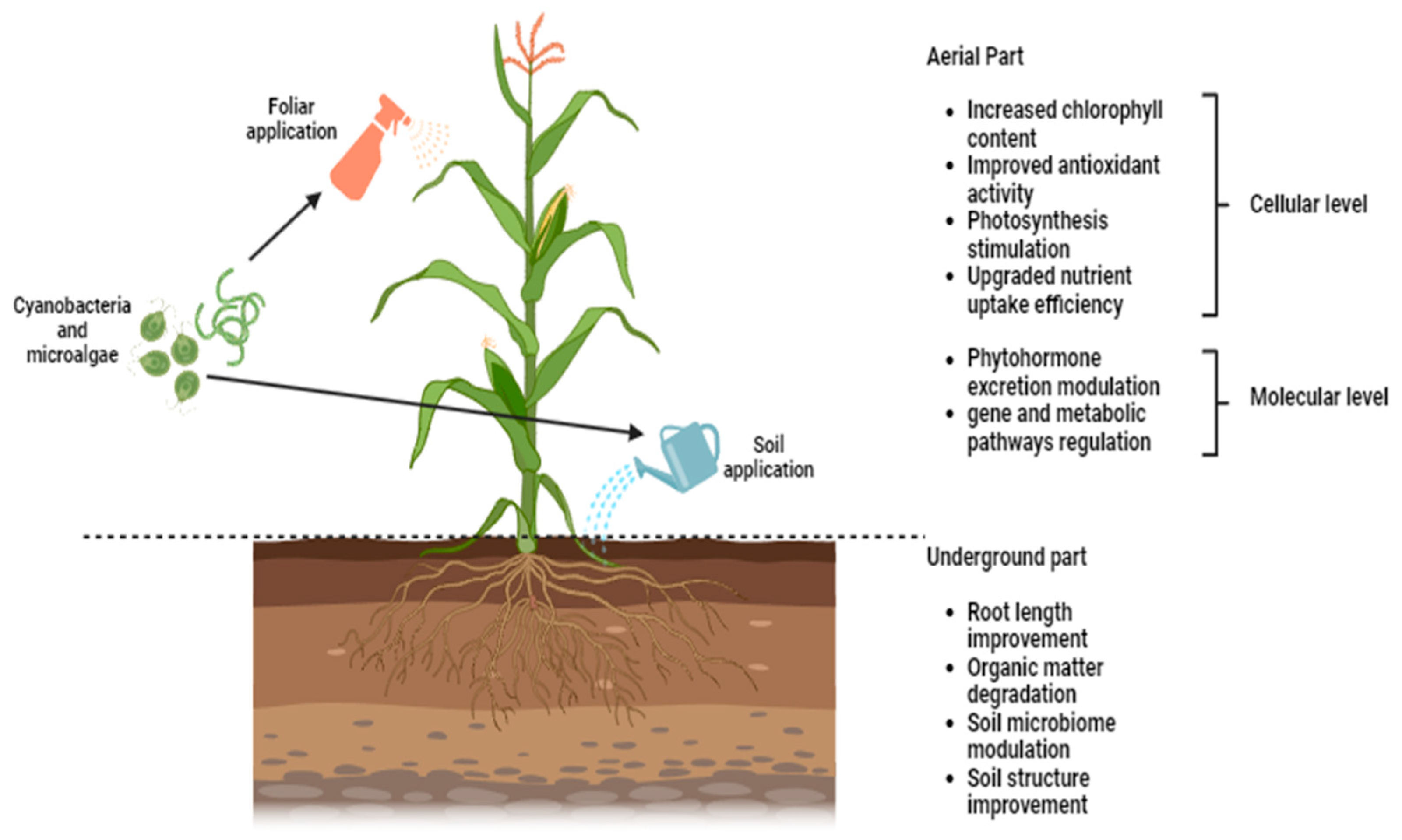 Plants 13 00159 g003