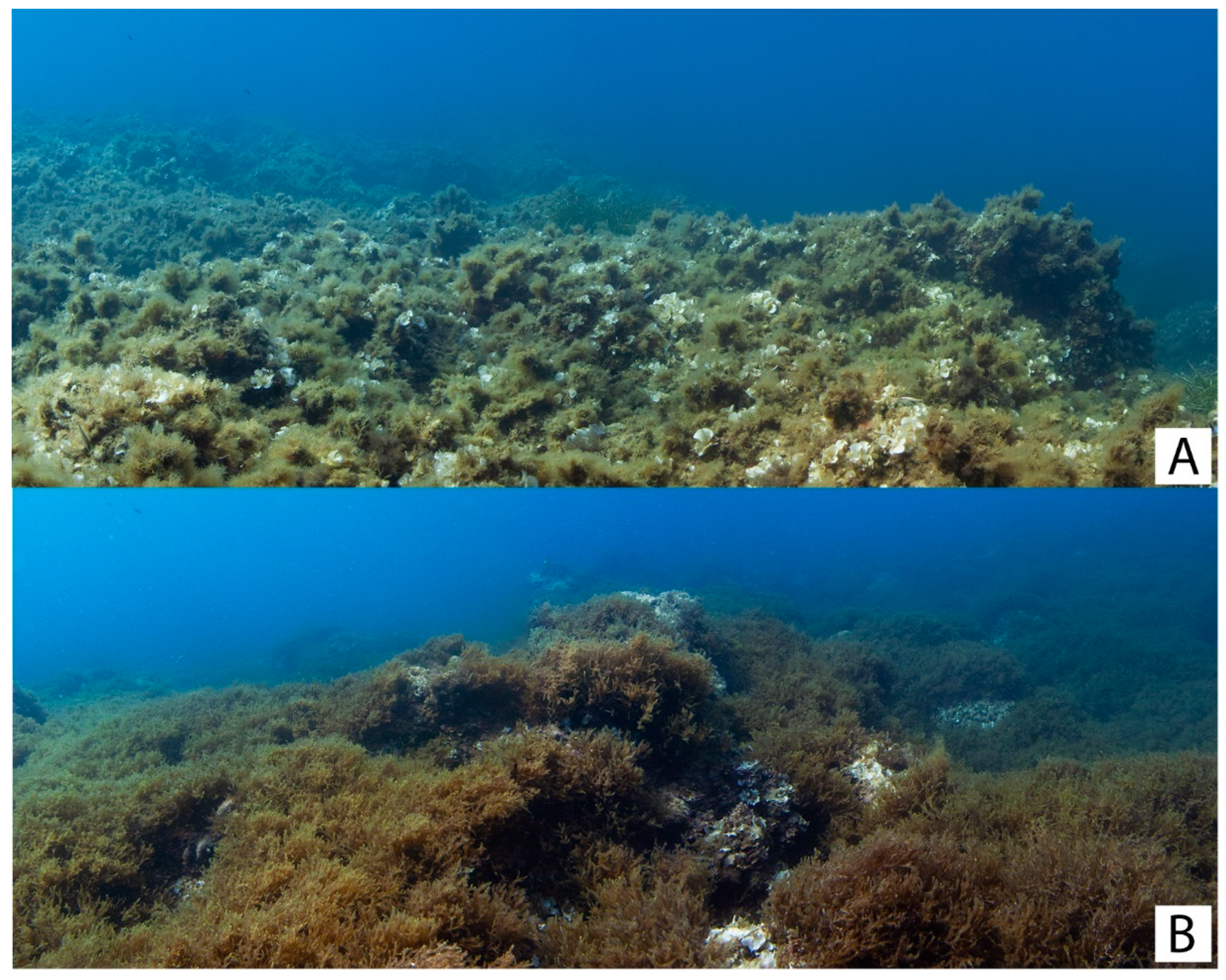 Plants 13 00162 g008