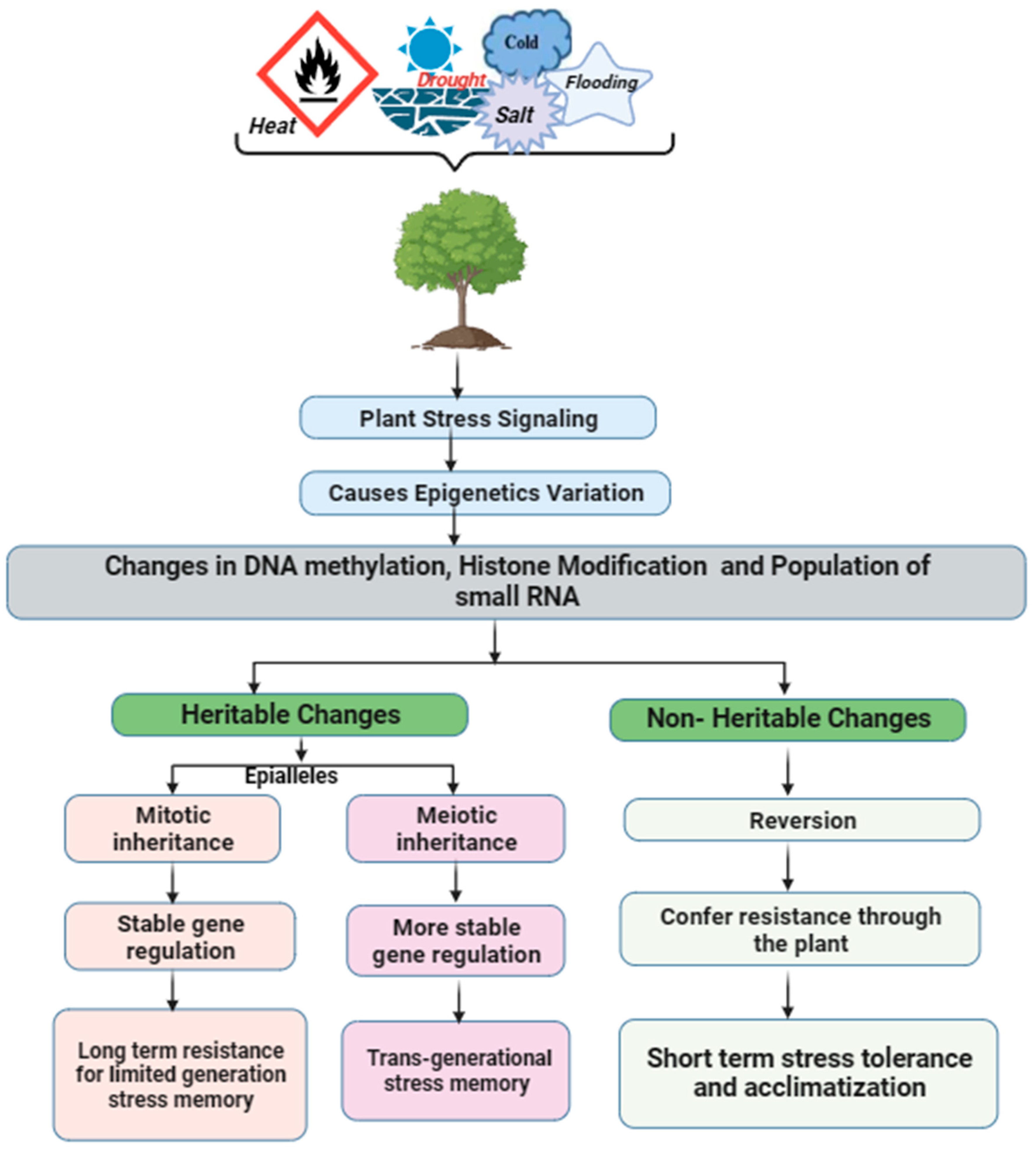 Plants 13 00163 g003