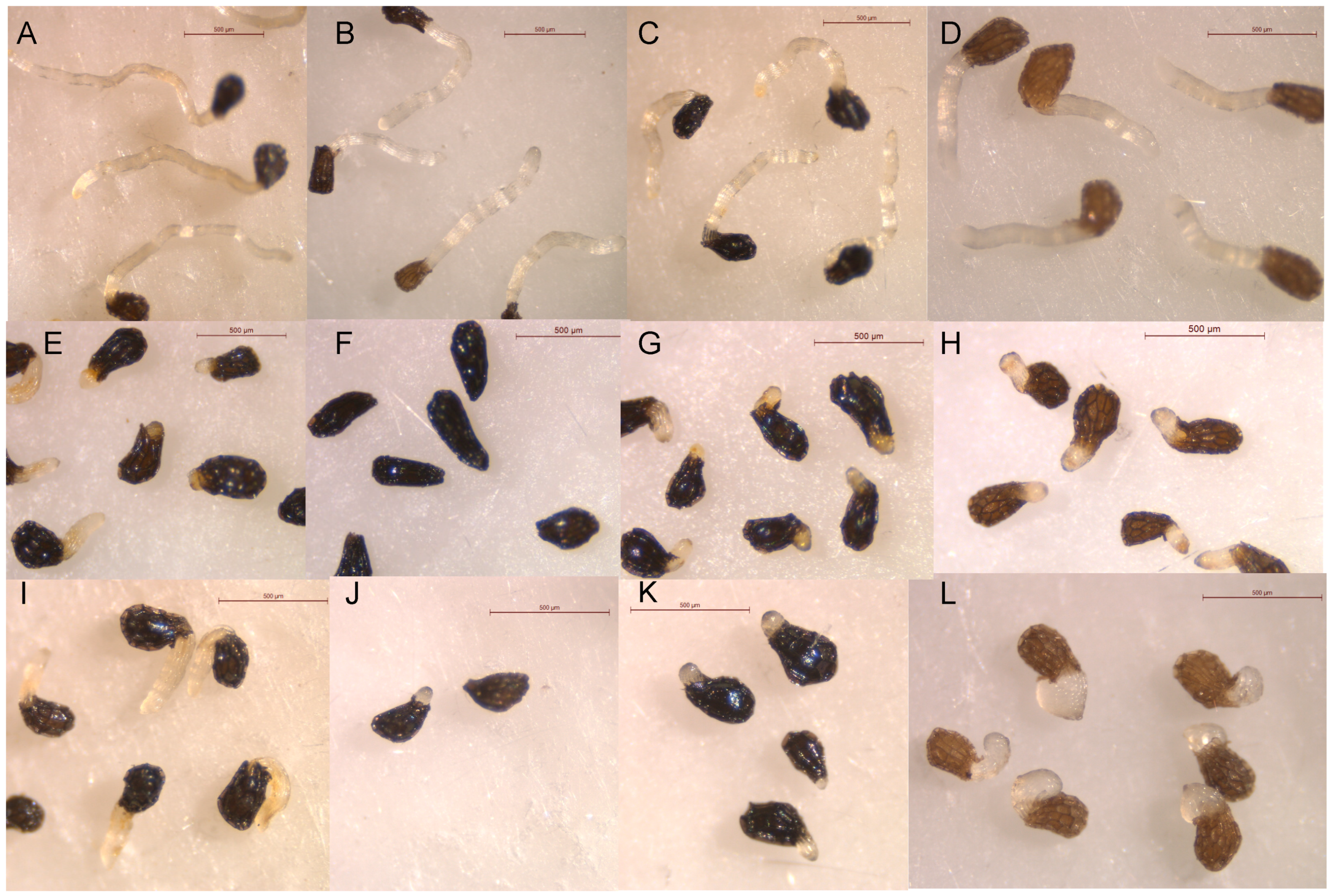 Plants 13 00178 g005