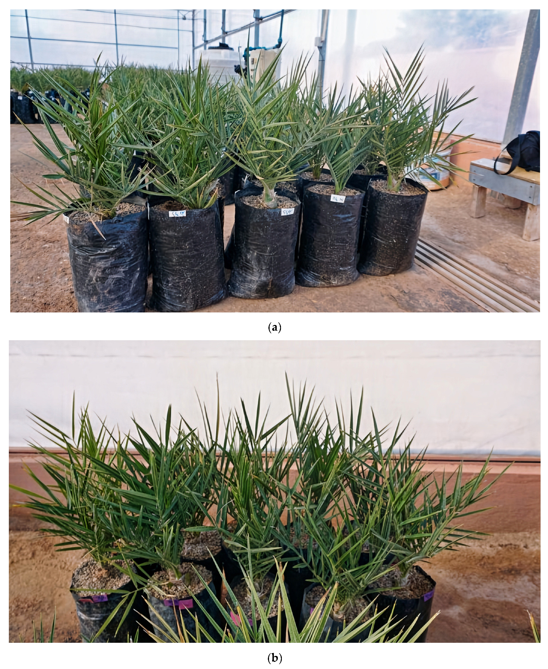 Plants 13 00186 g002a