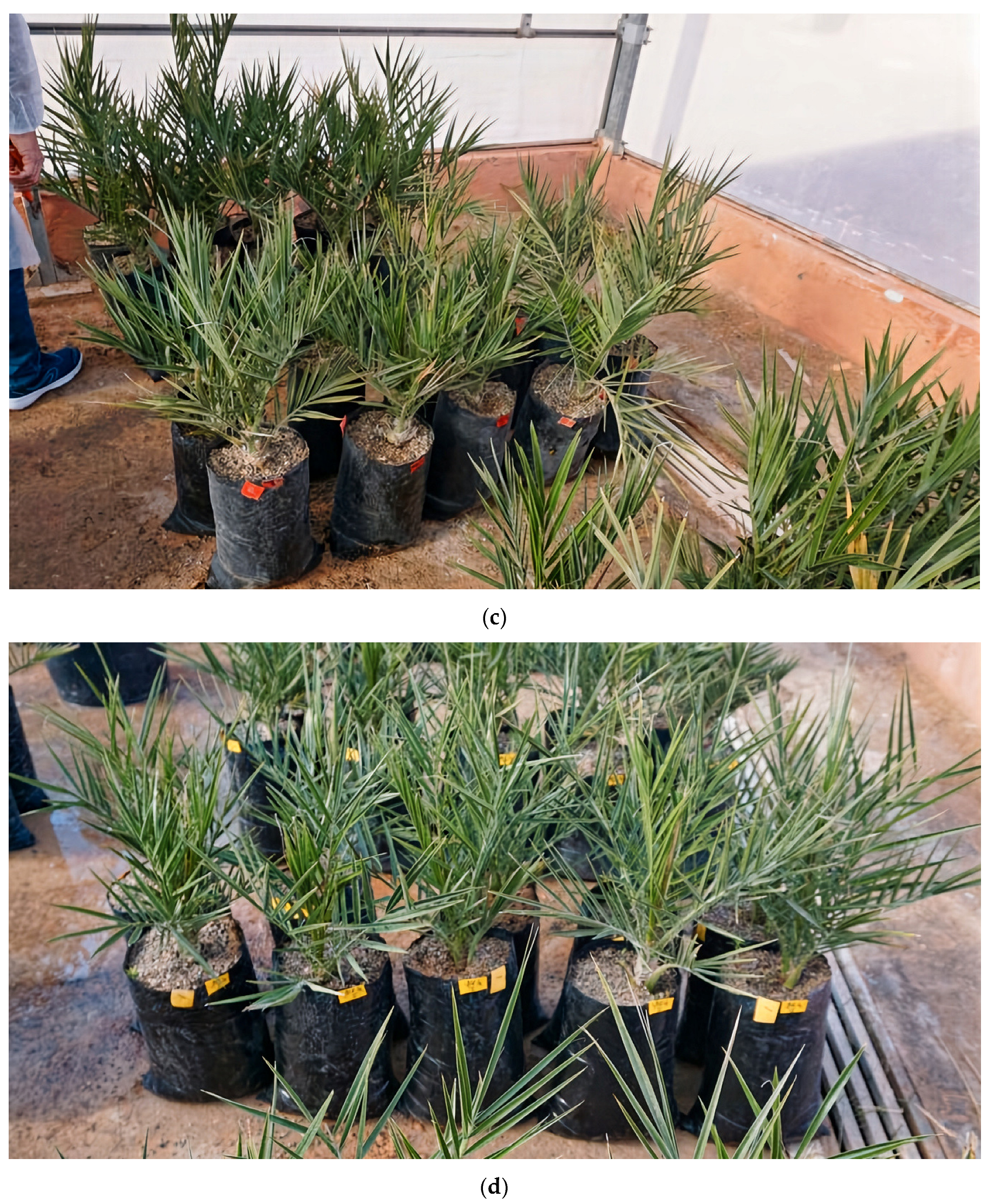 Plants 13 00186 g002b