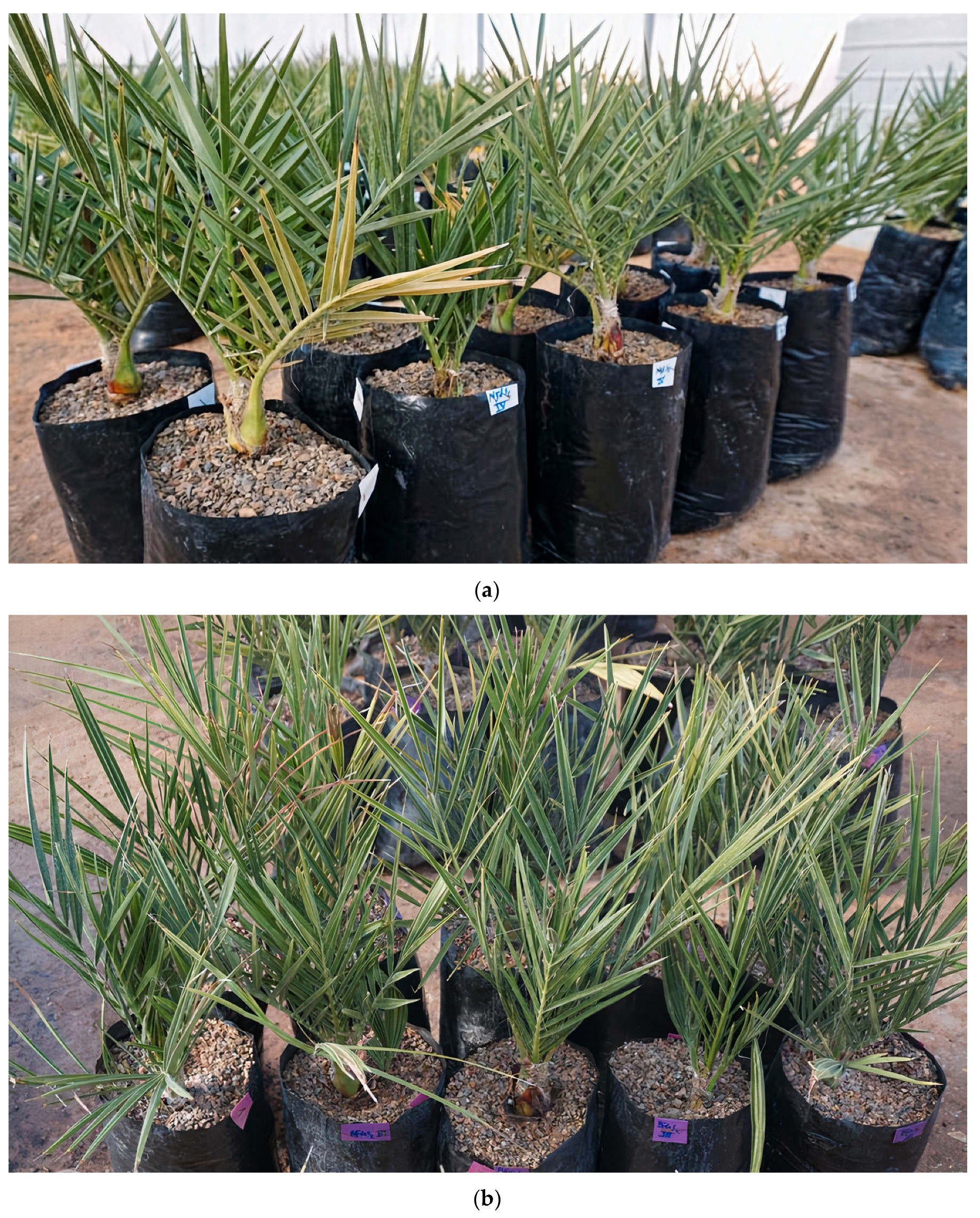 Plants 13 00186 g003a