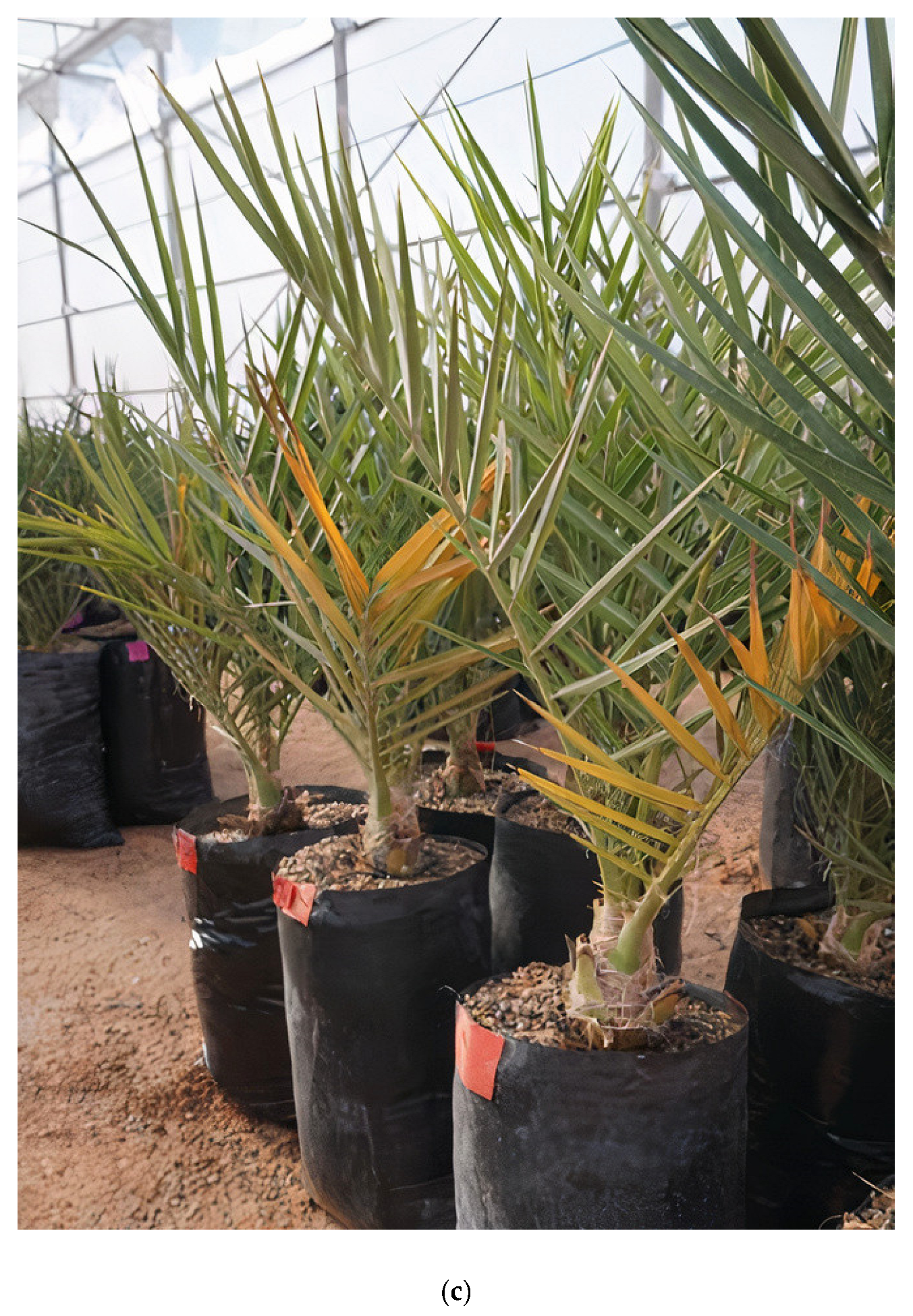 Plants 13 00186 g003b