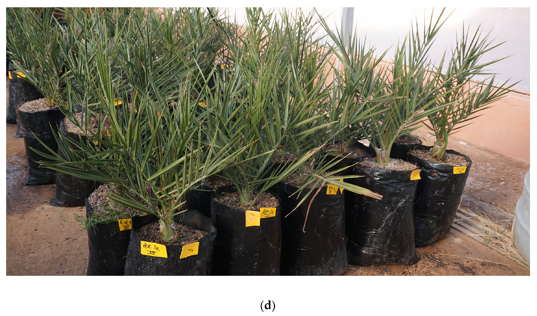 Plants 13 00186 g003c