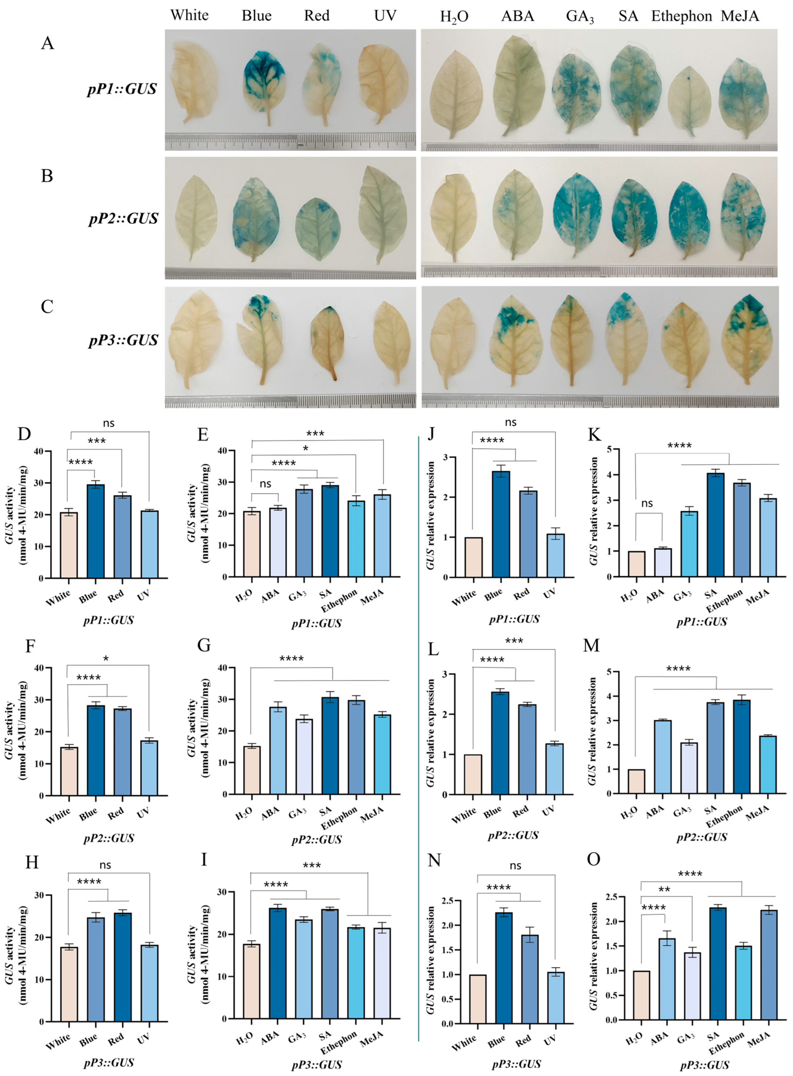 Plants 13 00196 g007