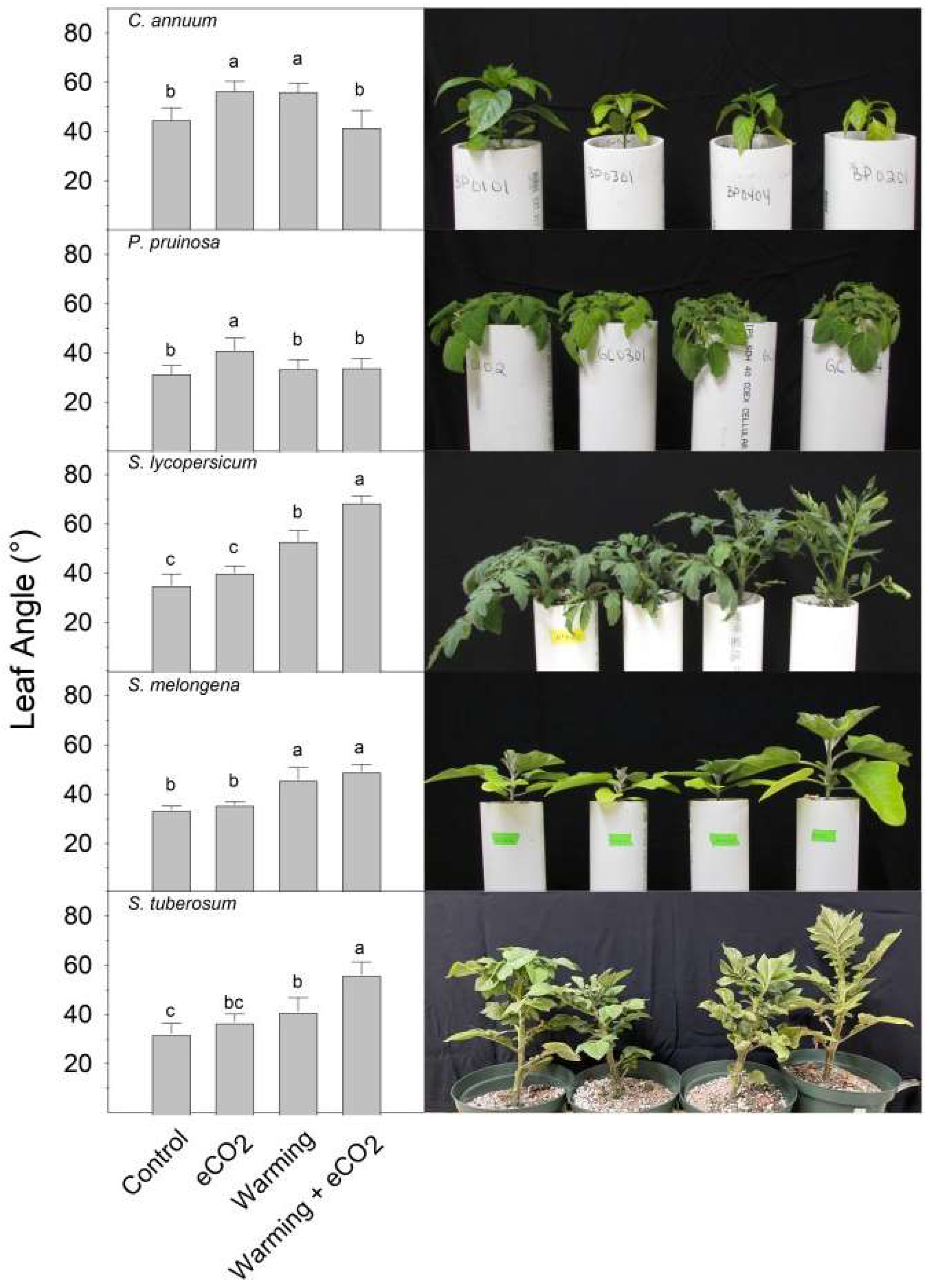 Plants 13 00204 g001