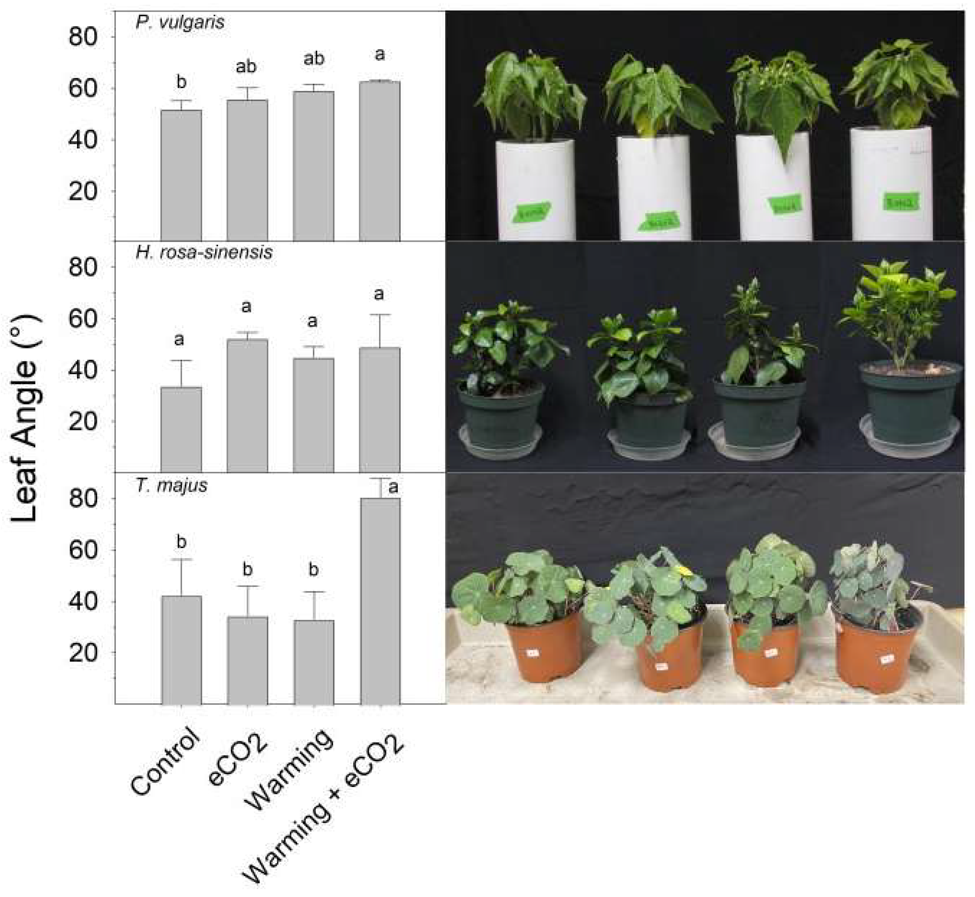 Plants 13 00204 g002