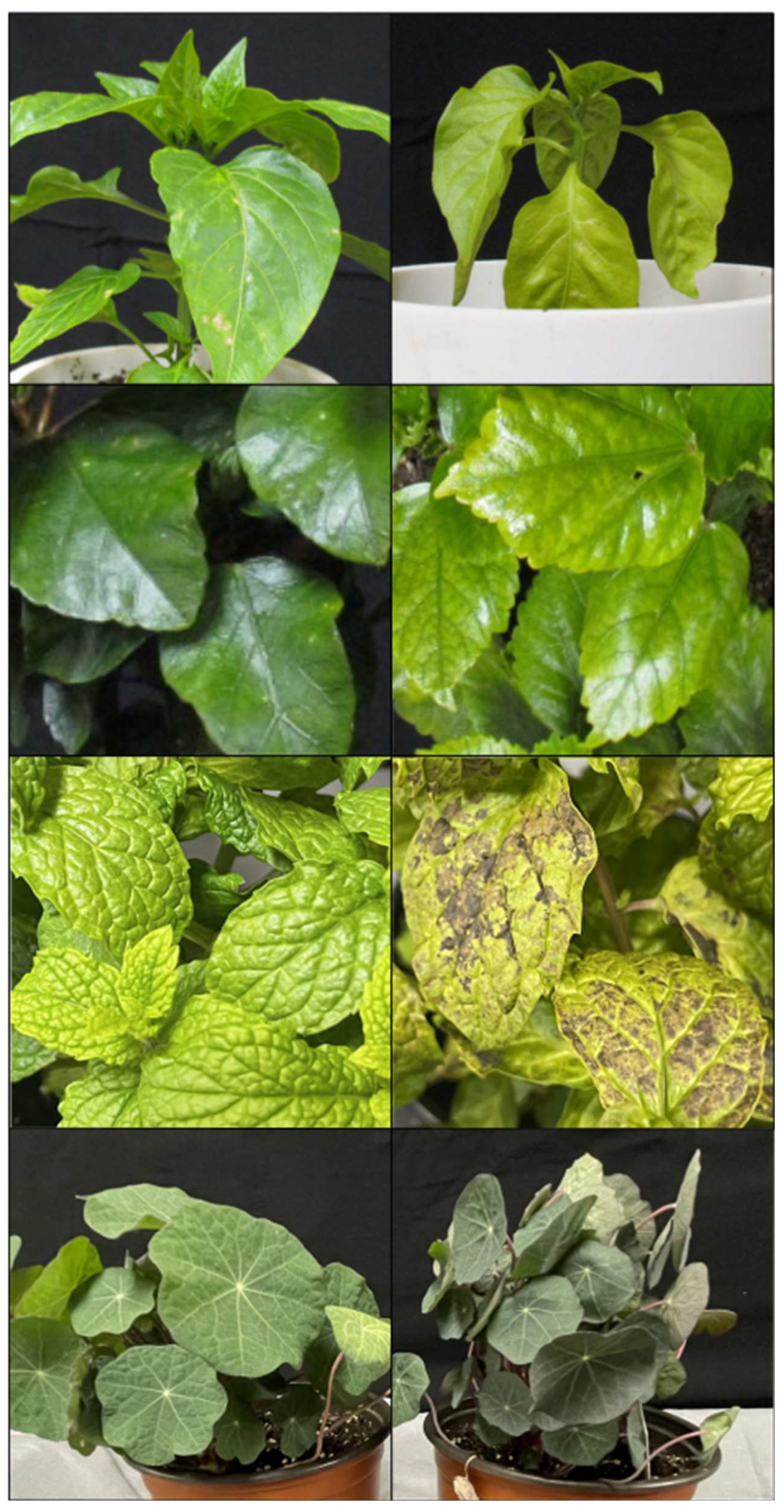 Plants 13 00204 g004