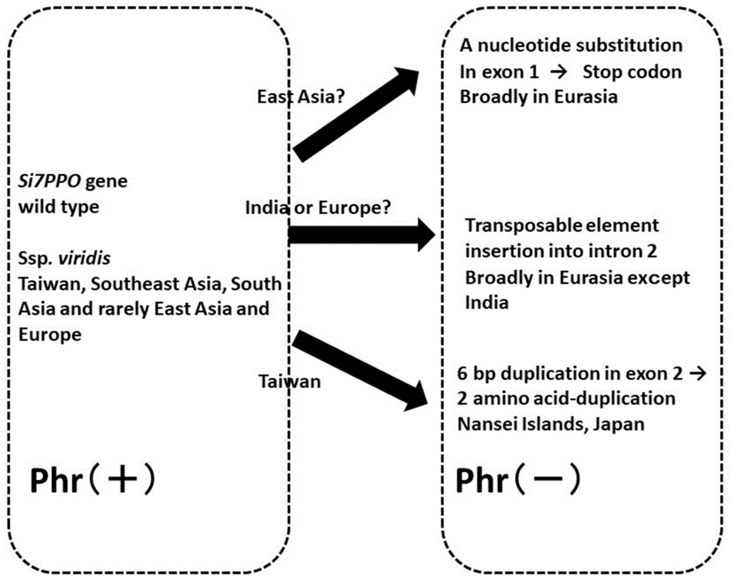 Plants 13 00218 g003