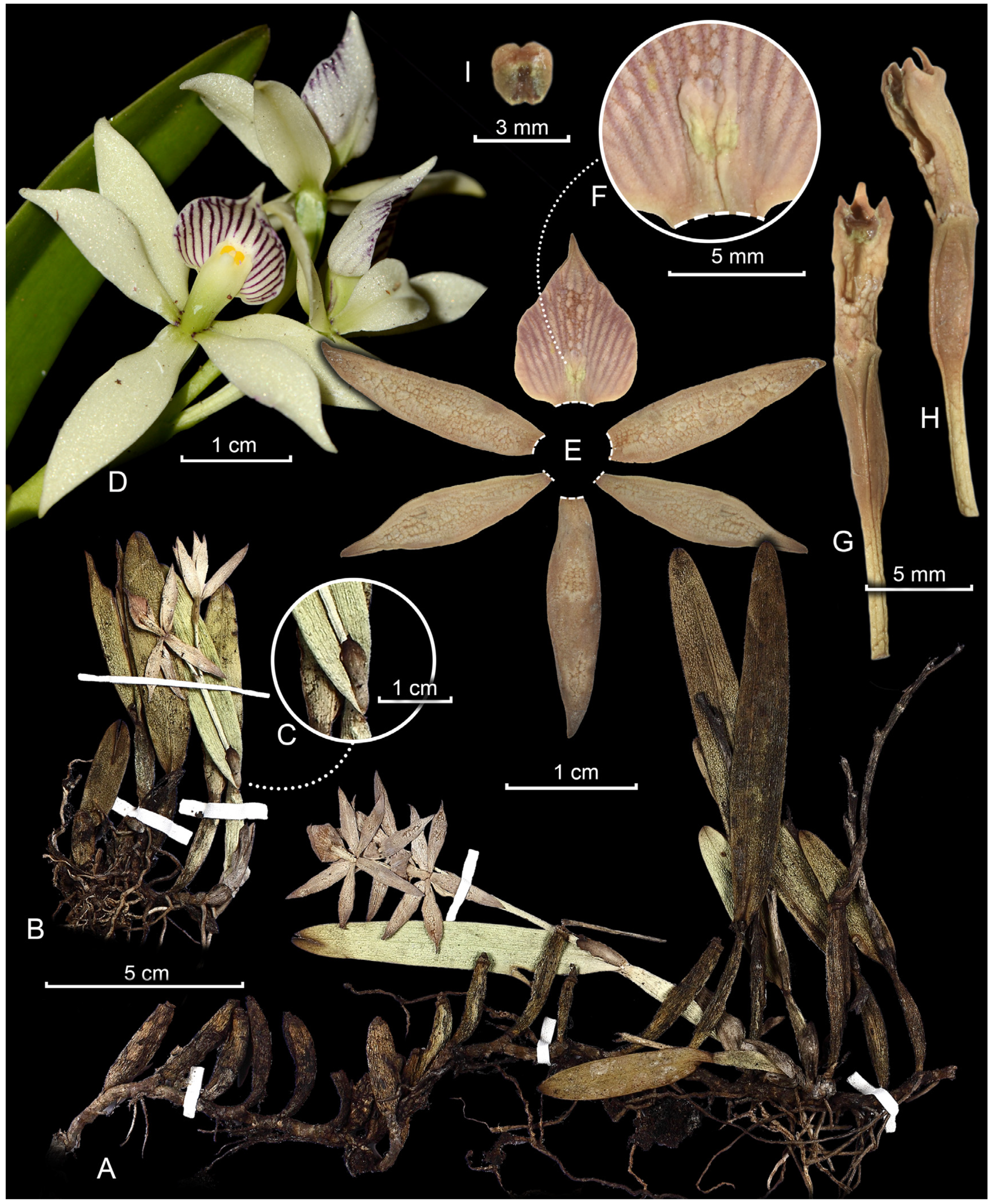 Plants 13 00222 g002