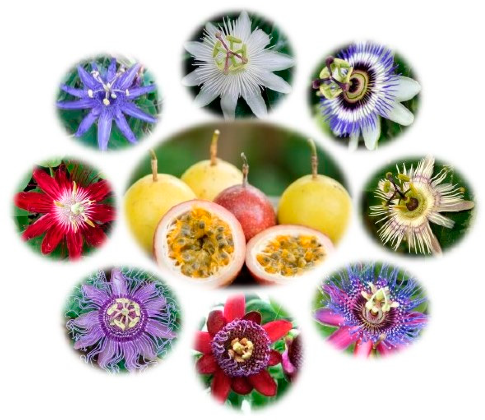 Passions Floral Spring Mix Vinyl