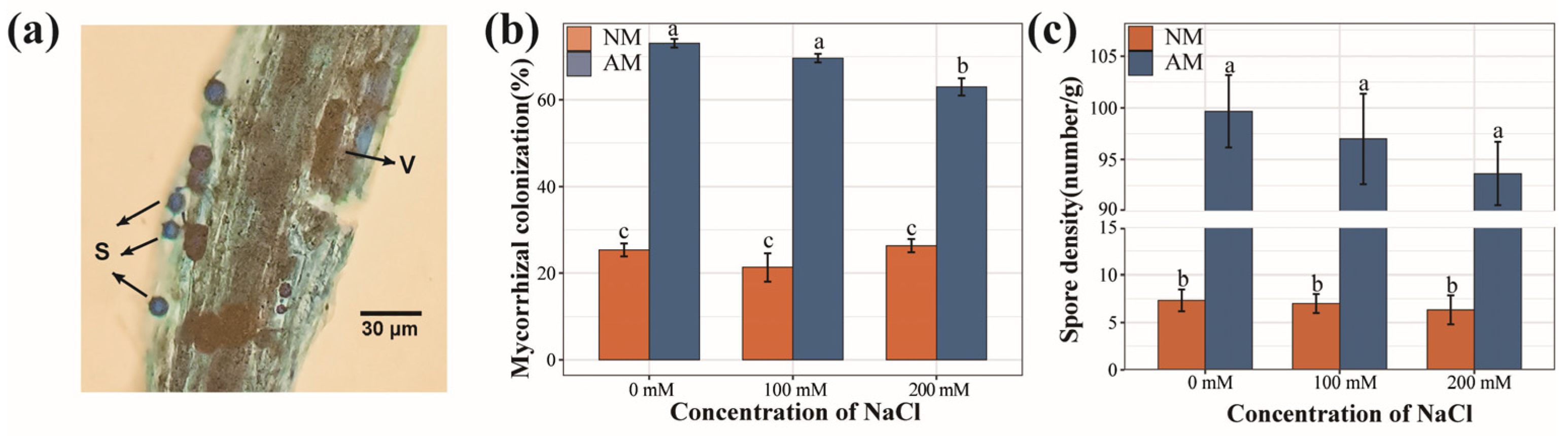 Plants 13 00233 g001