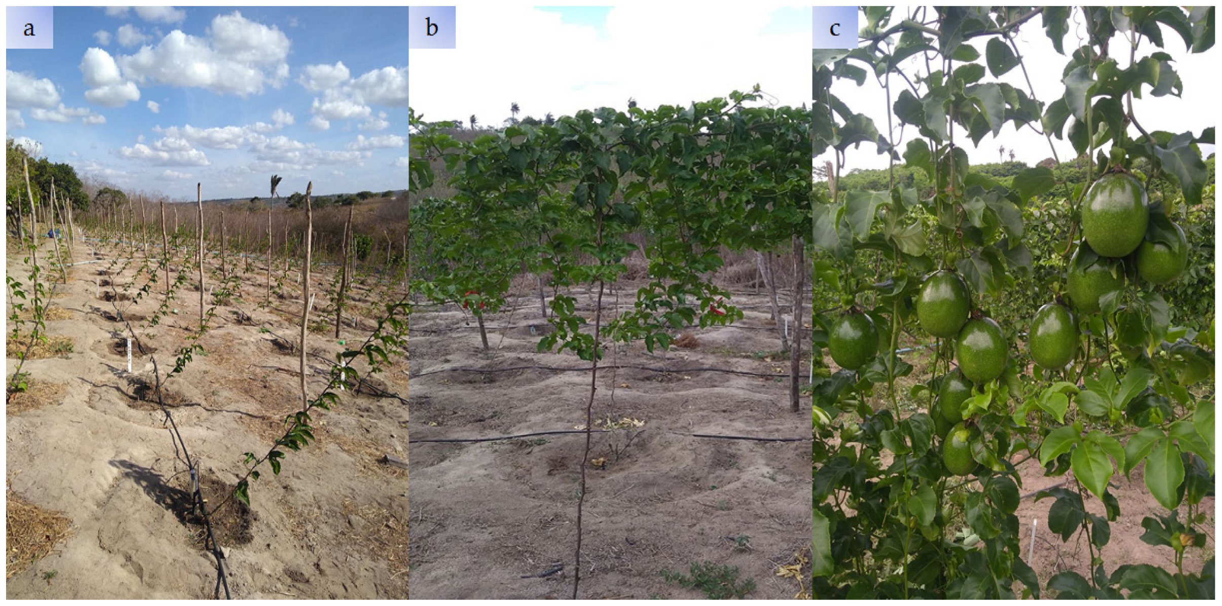 Plants 13 00235 g003 Plants 13 00235 g003