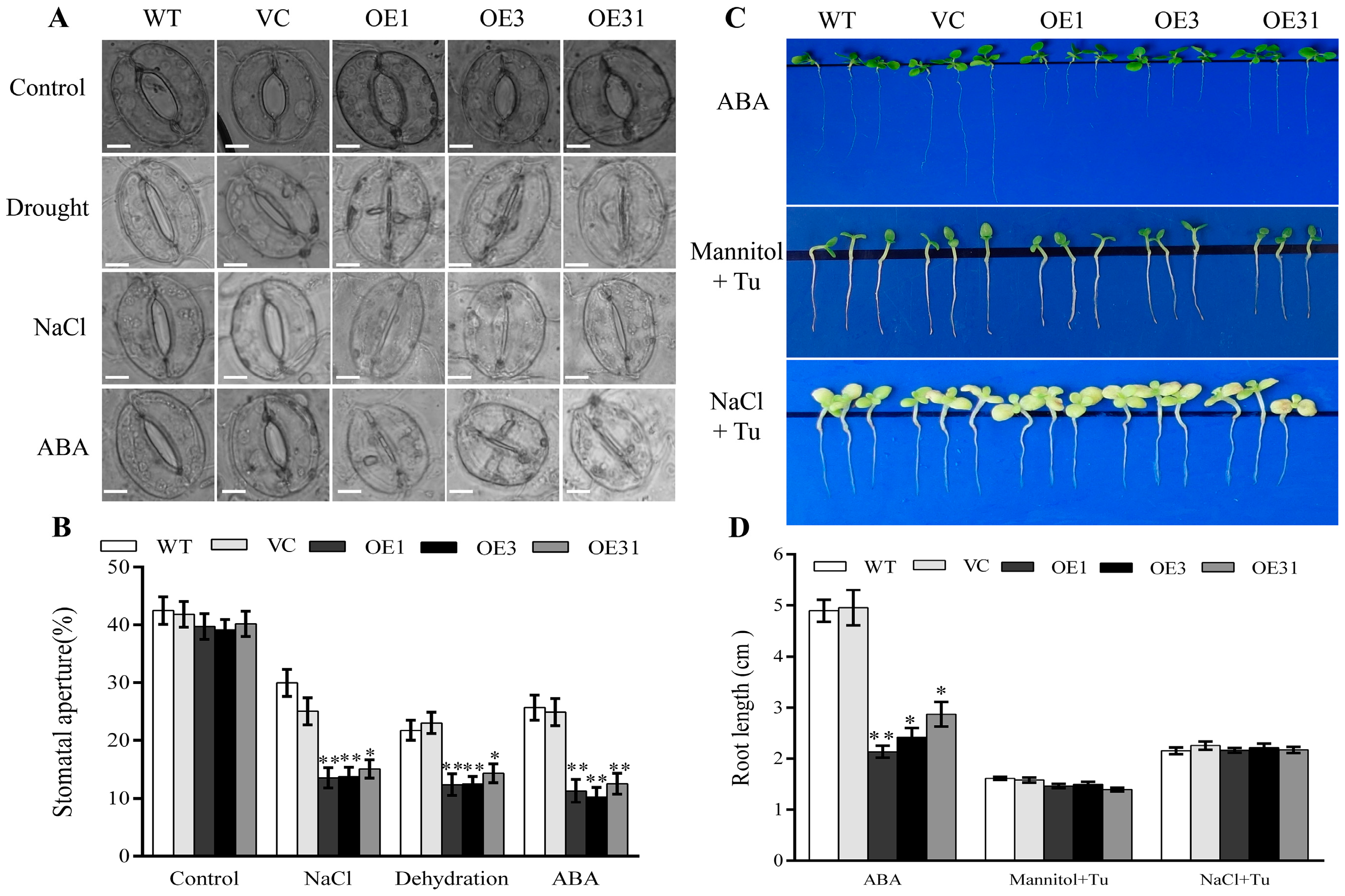 Plants 13 00245 g005