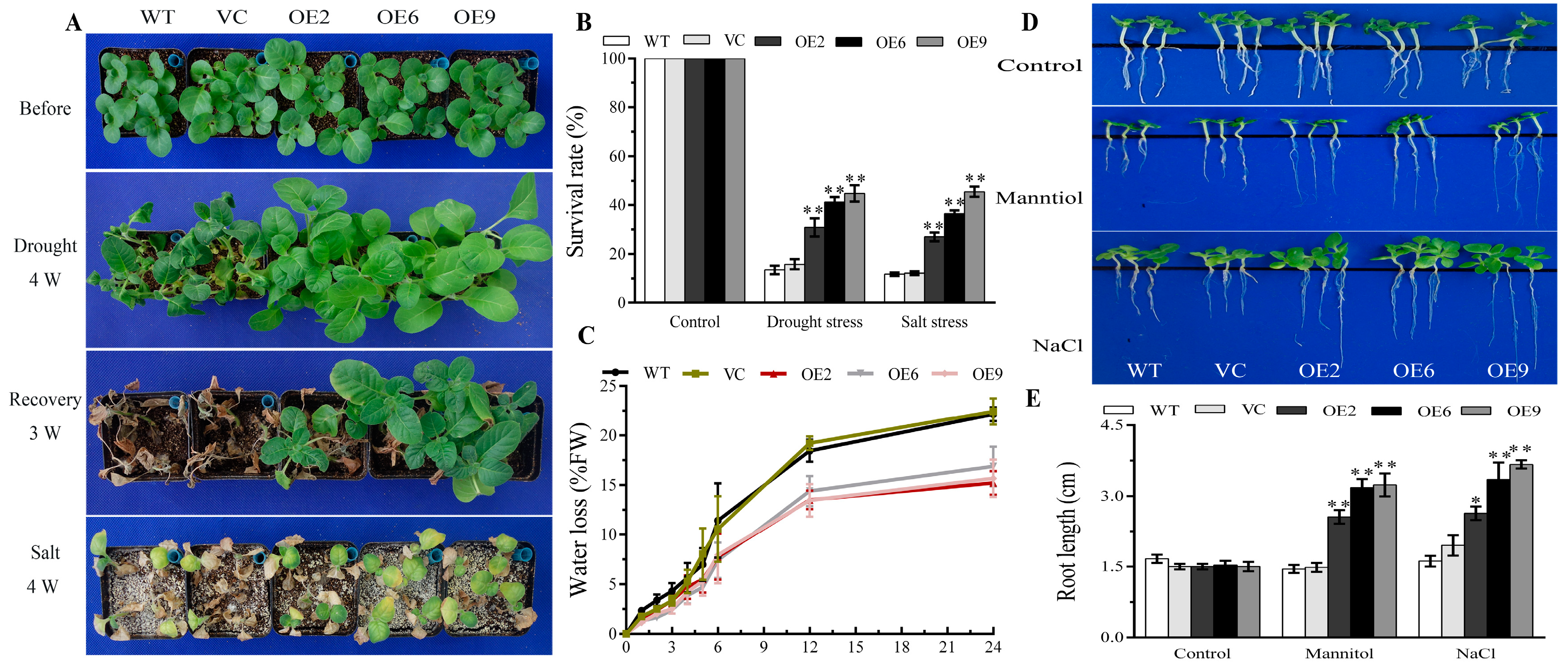 Plants 13 00245 g007