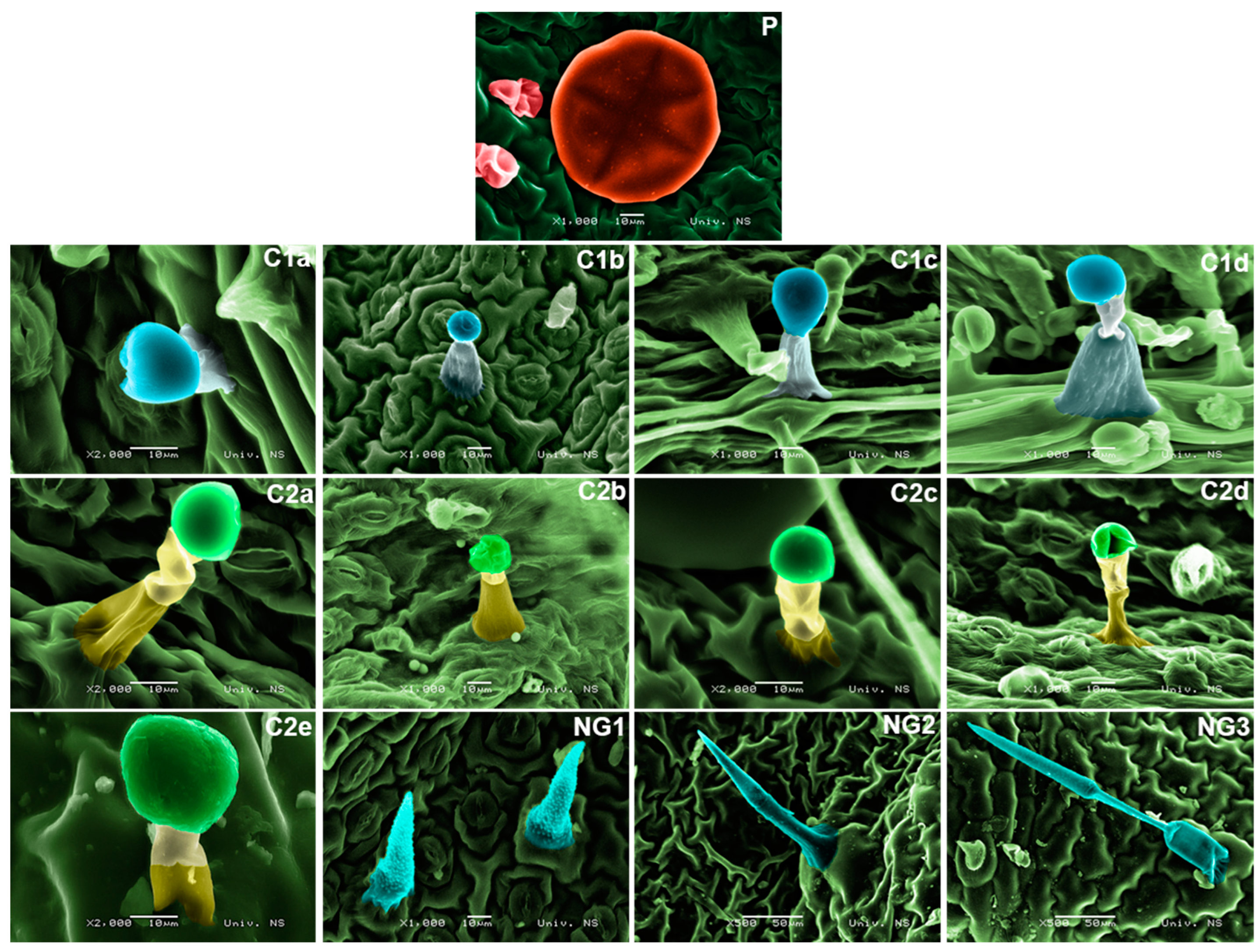 Plants 13 00251 g003
