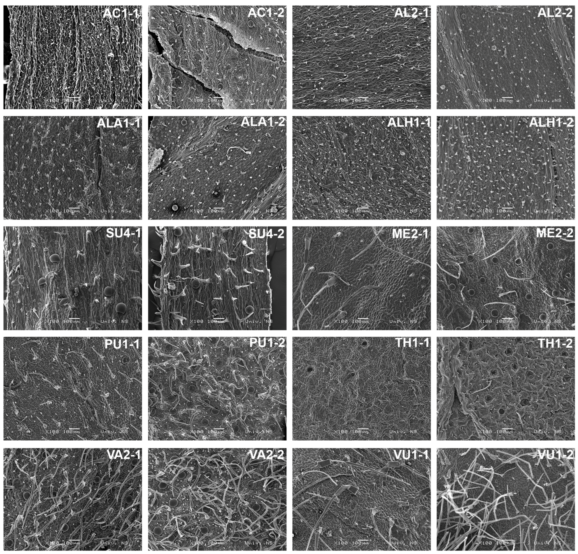 Plants 13 00251 g004