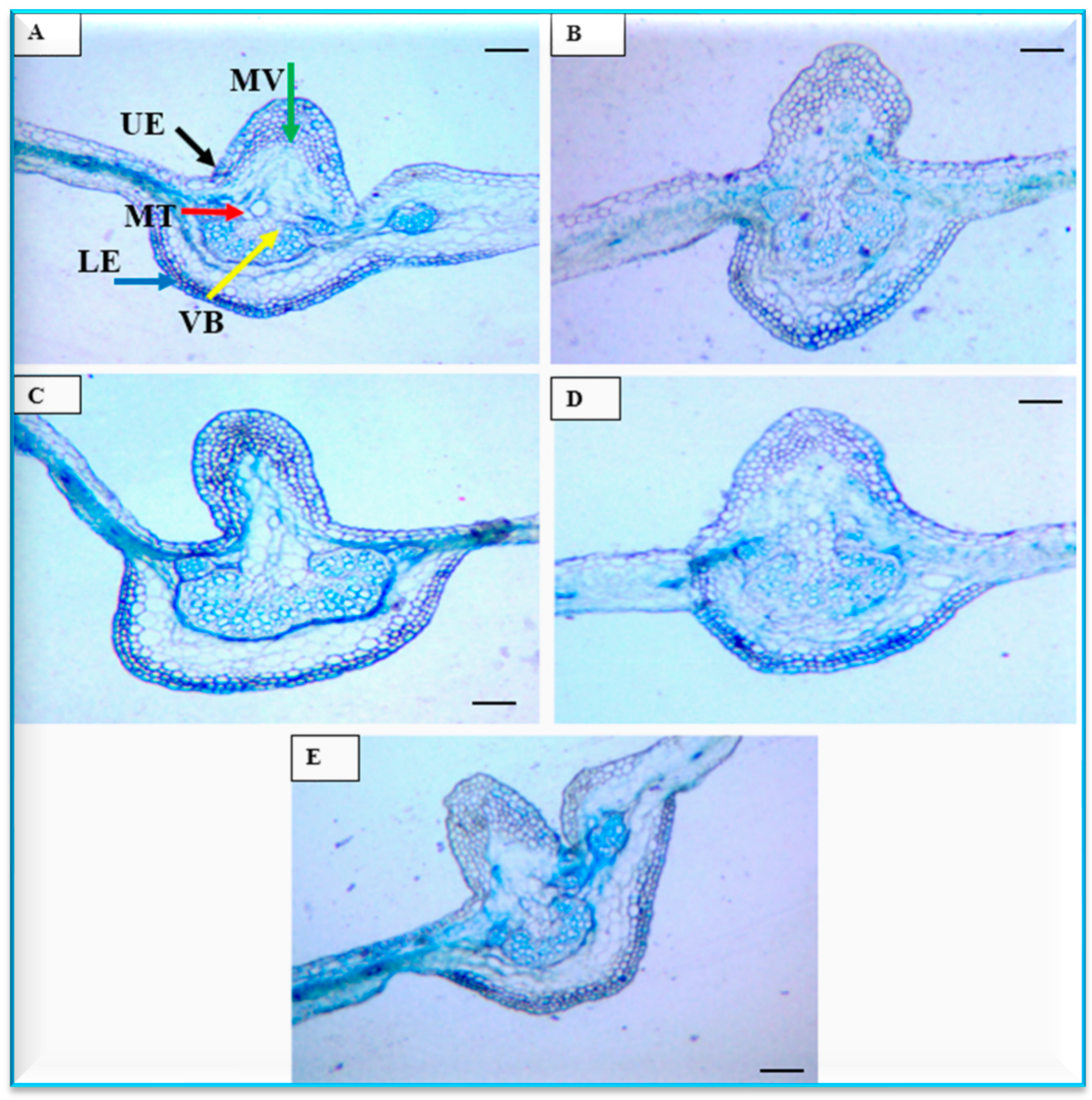 Plants 13 00252 g008 Plants 13 00252 g008