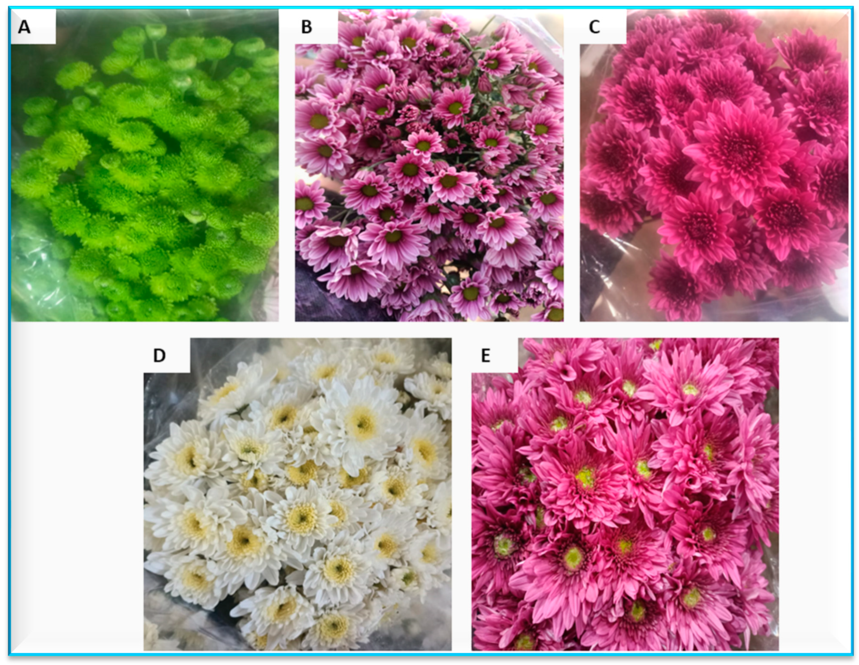 Plants 13 00252 g009 Plants 13 00252 g009