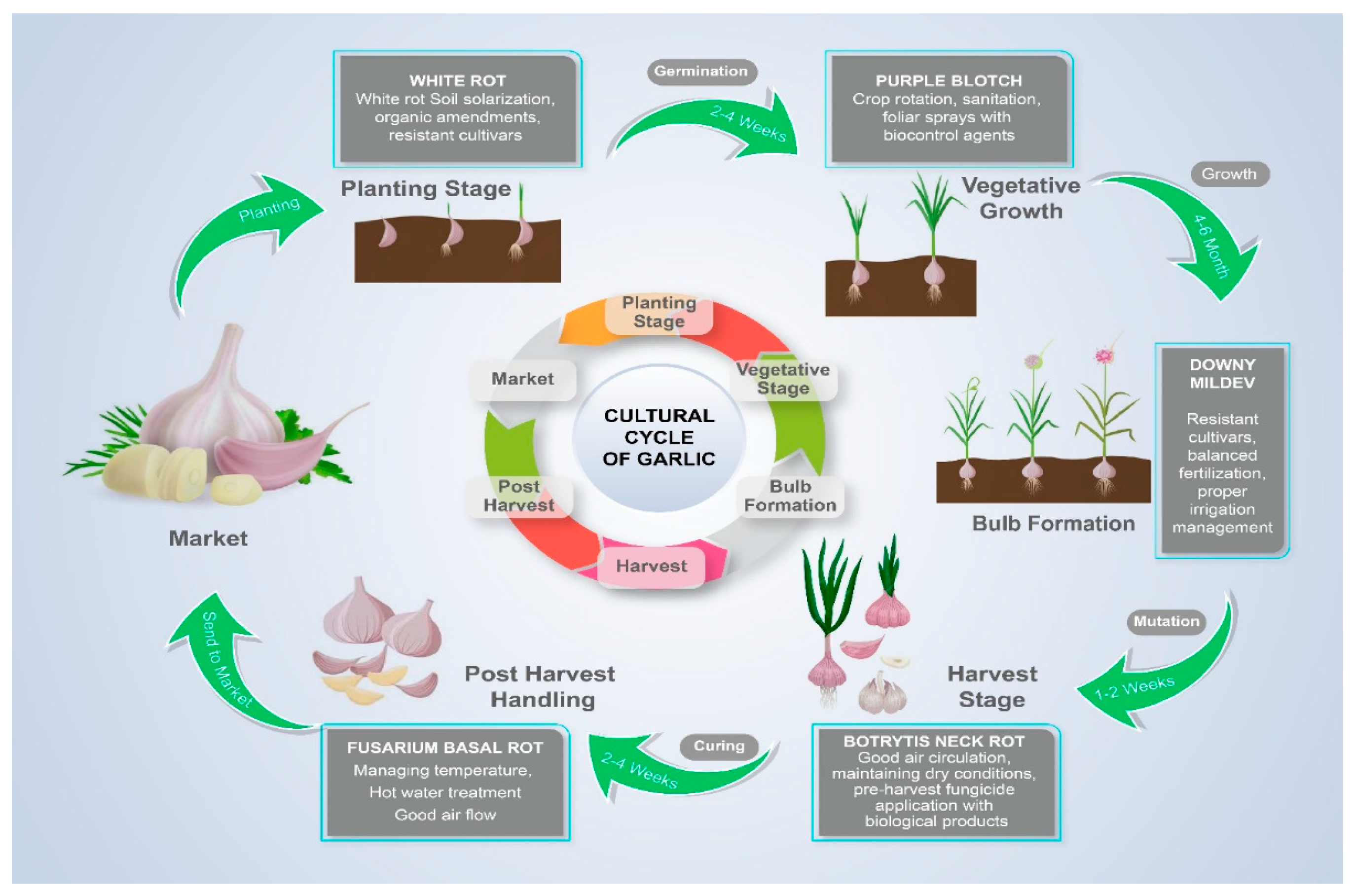 Plants Free FullText Different Preharvest Diseases in Garlic and