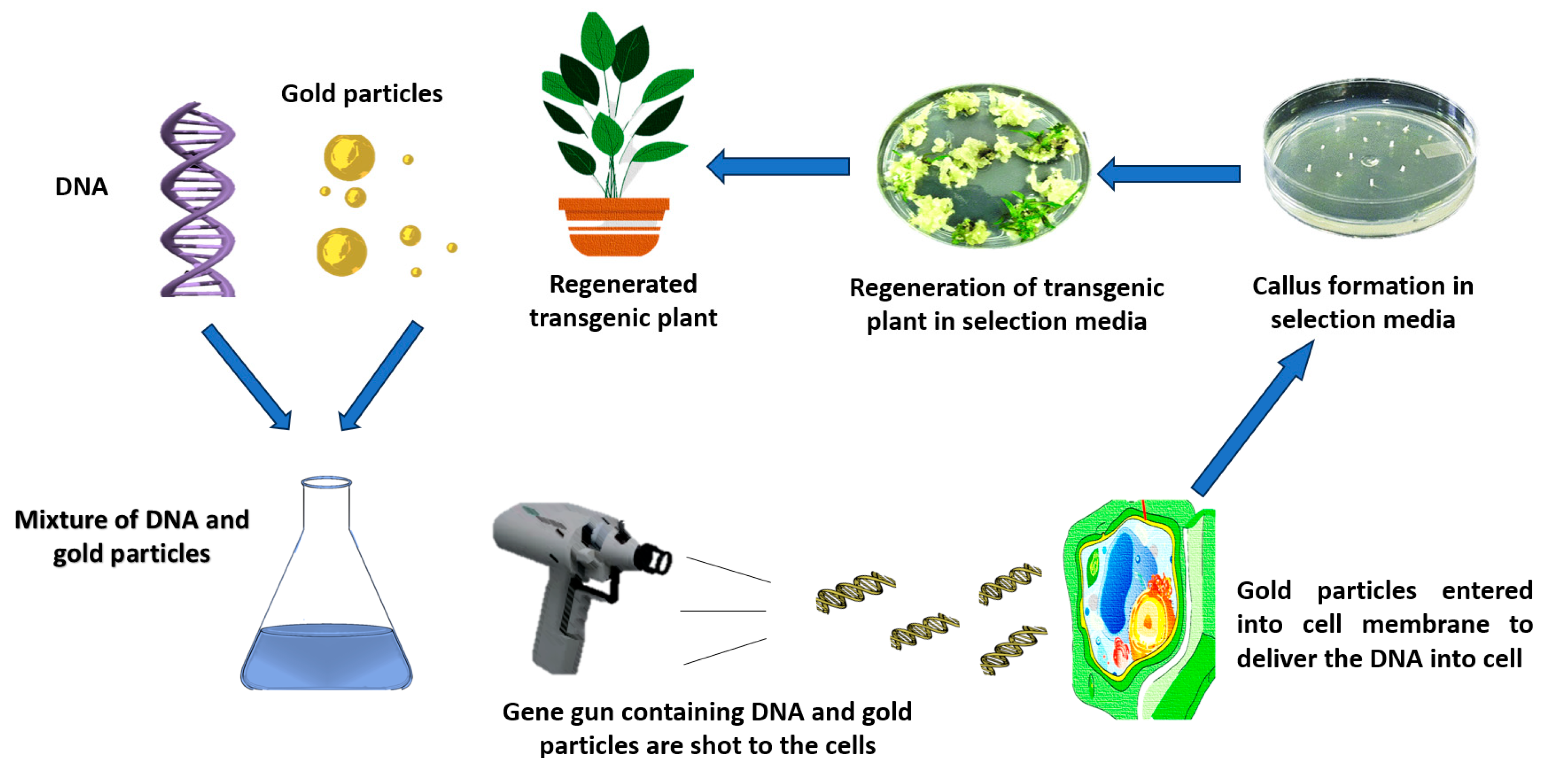 Plants 13 00267 g004 Plants 13 00267 g004