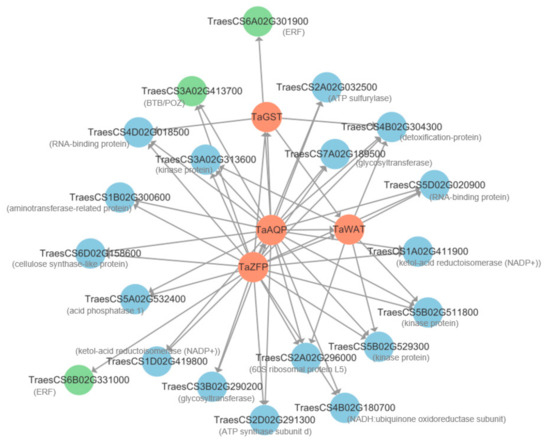 RNA-Seq-Based WGCNA and Association Analysis Reveal the Key Regulatory ...