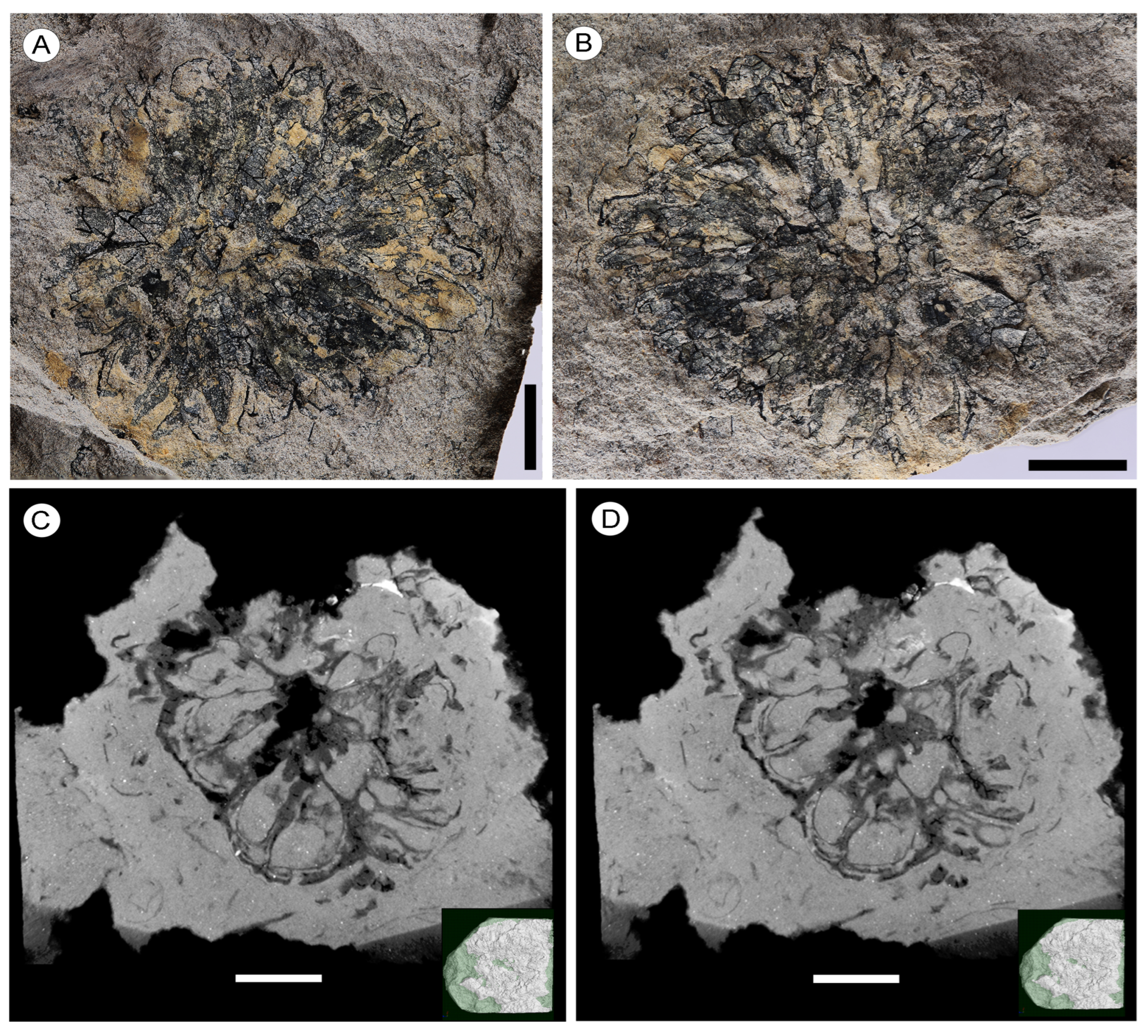 Plants 13 00275 g001