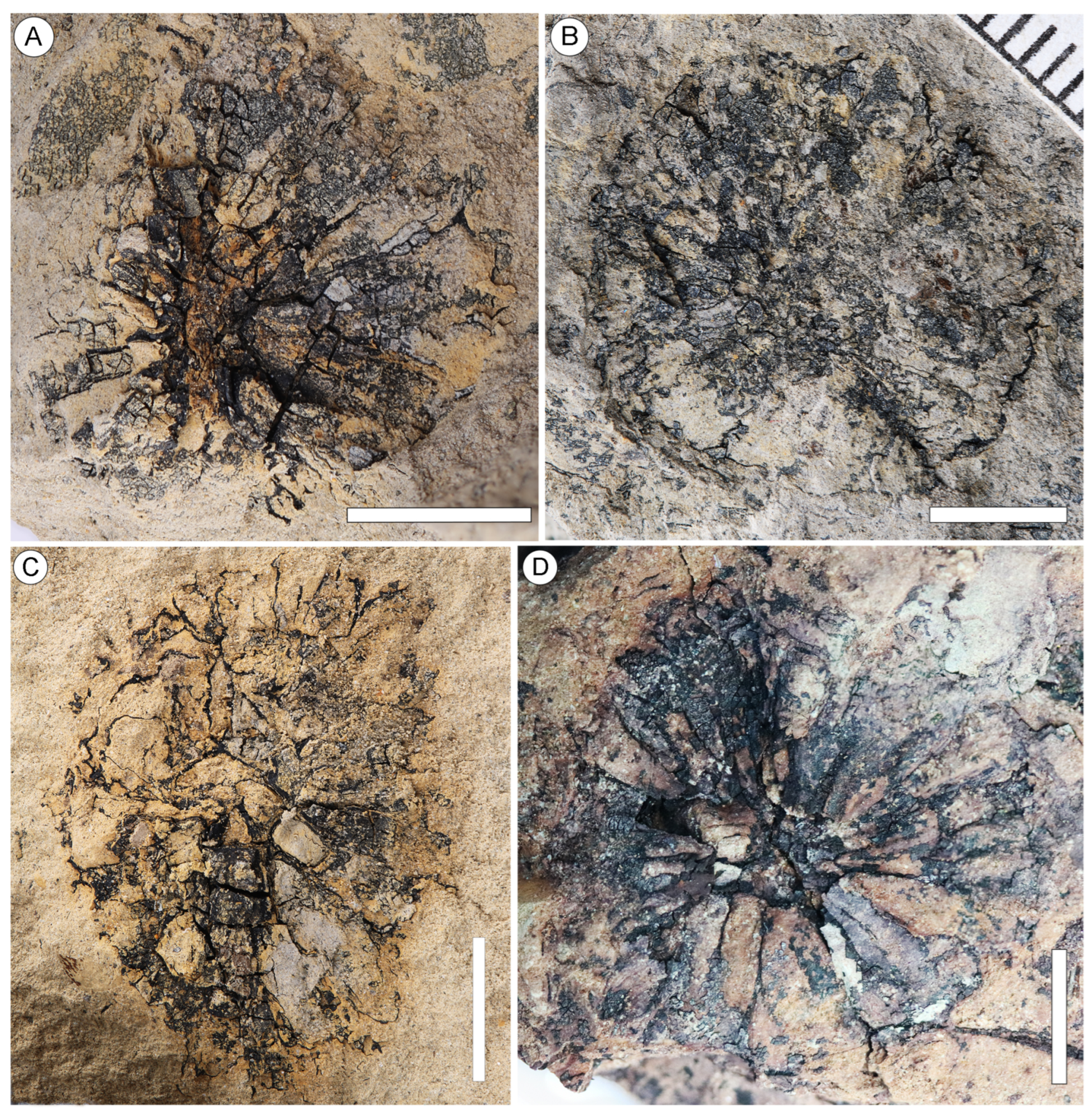 Plants 13 00275 g003