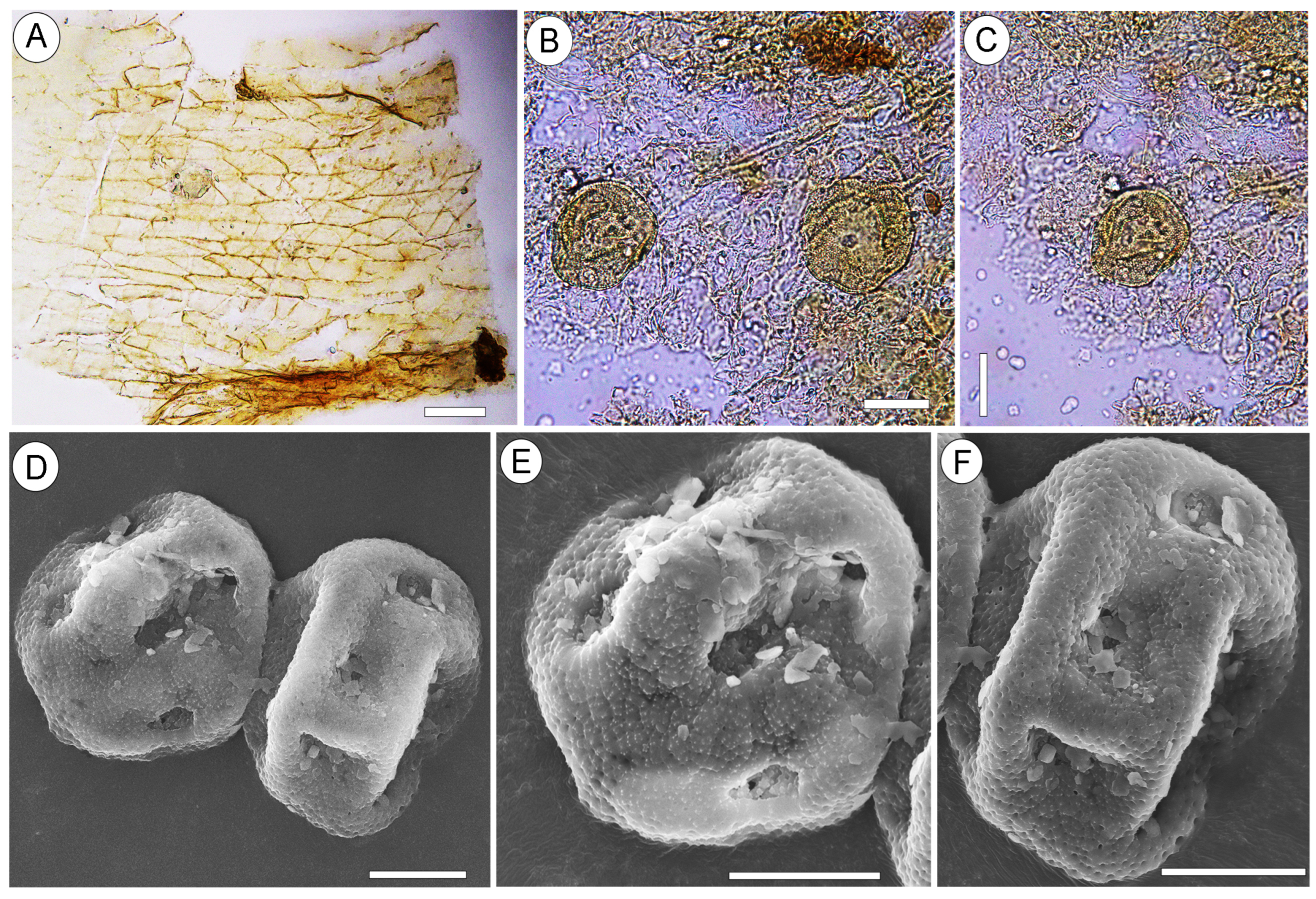 Plants 13 00275 g004