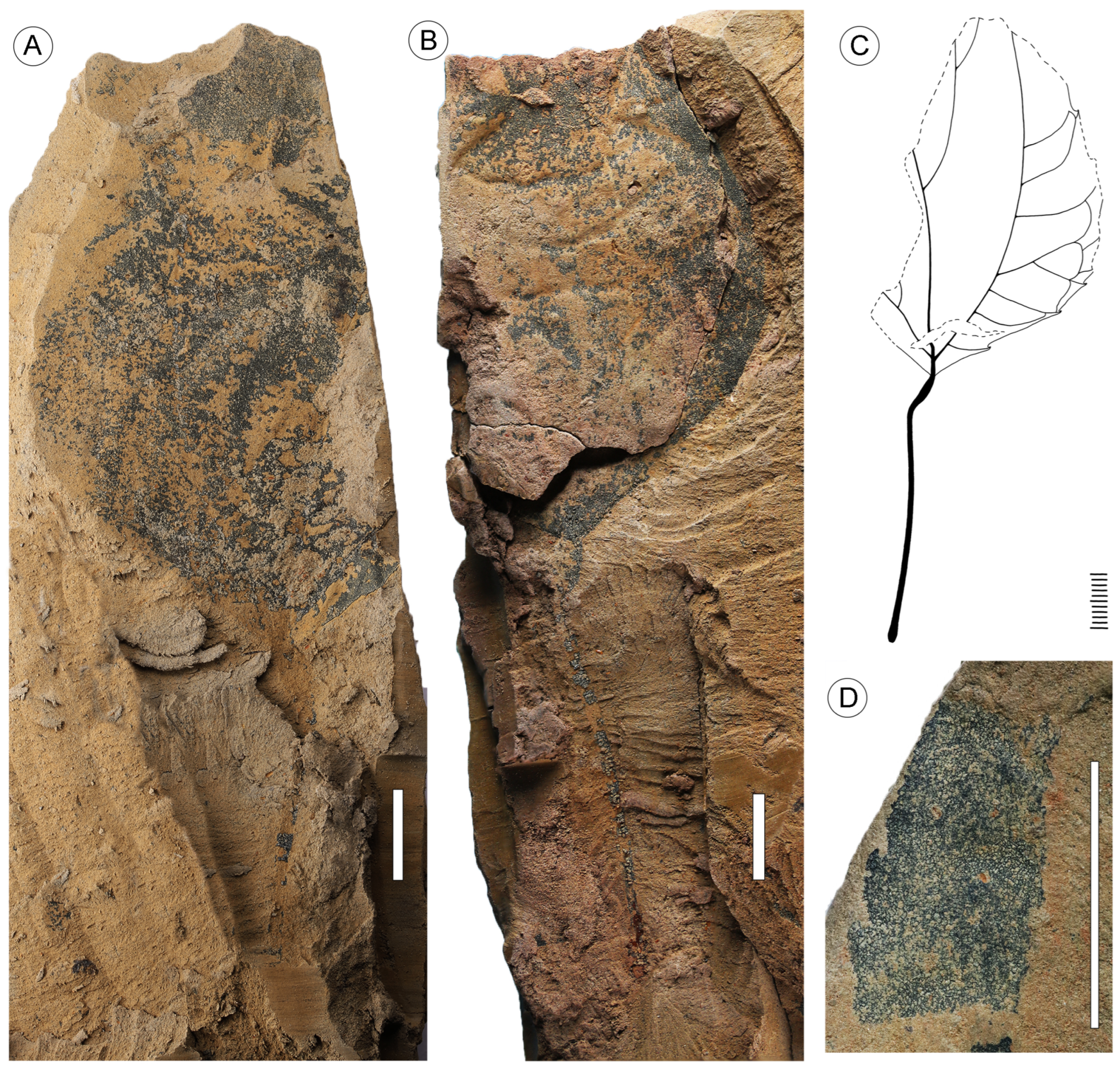 Plants 13 00275 g007