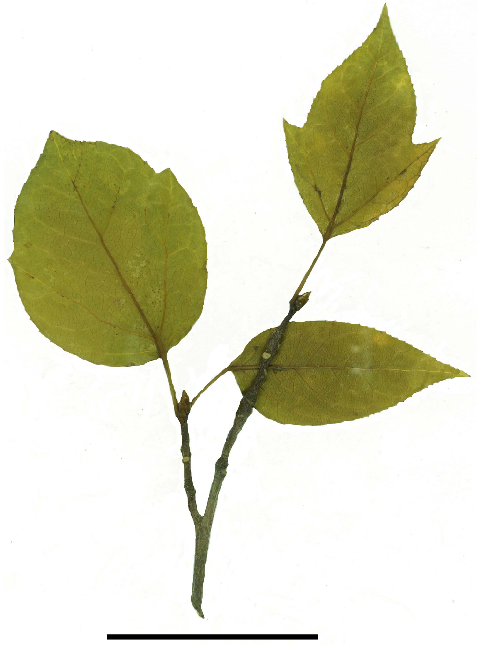 Plants 13 00275 g008