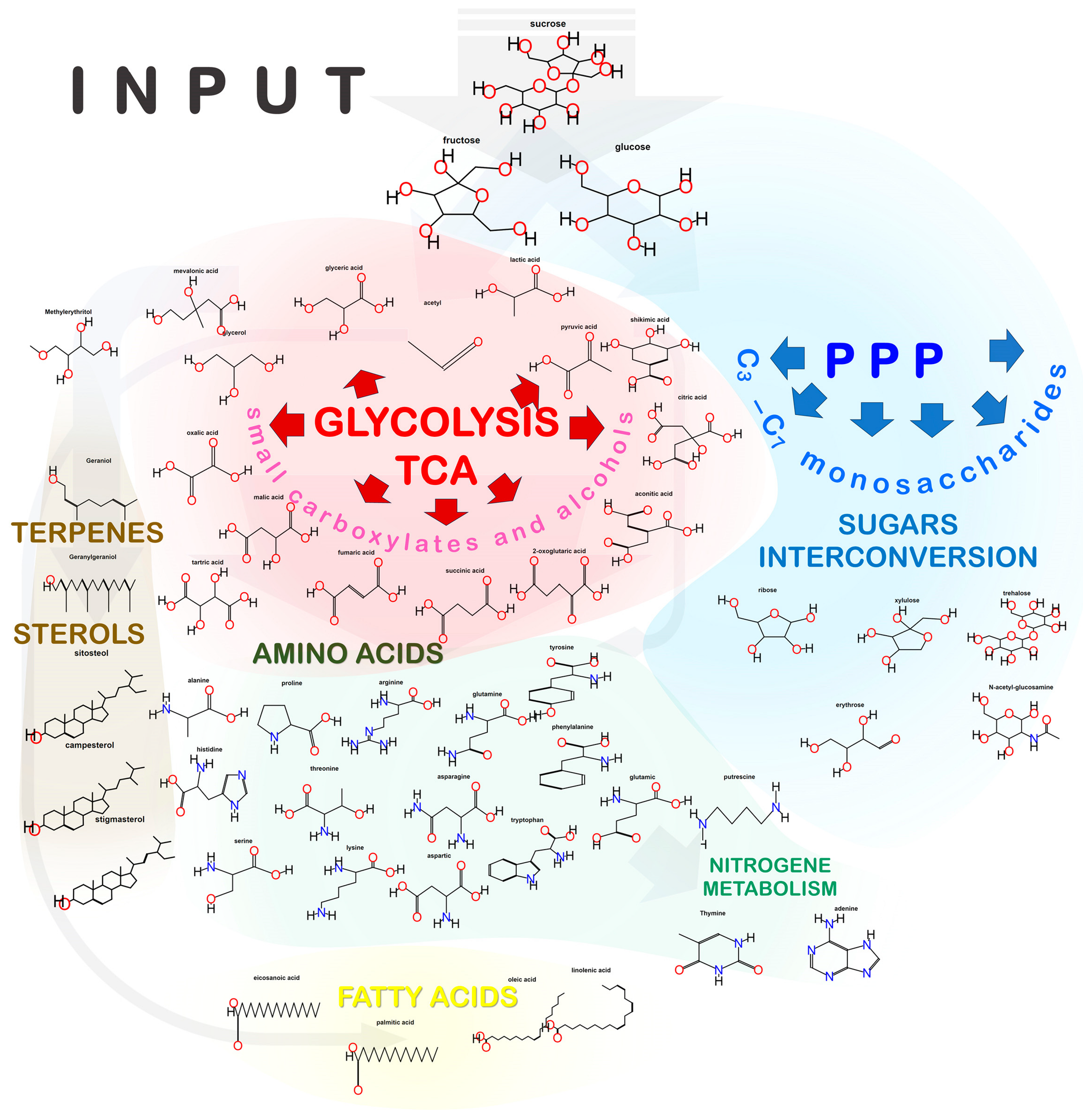 Plants 13 00277 g001