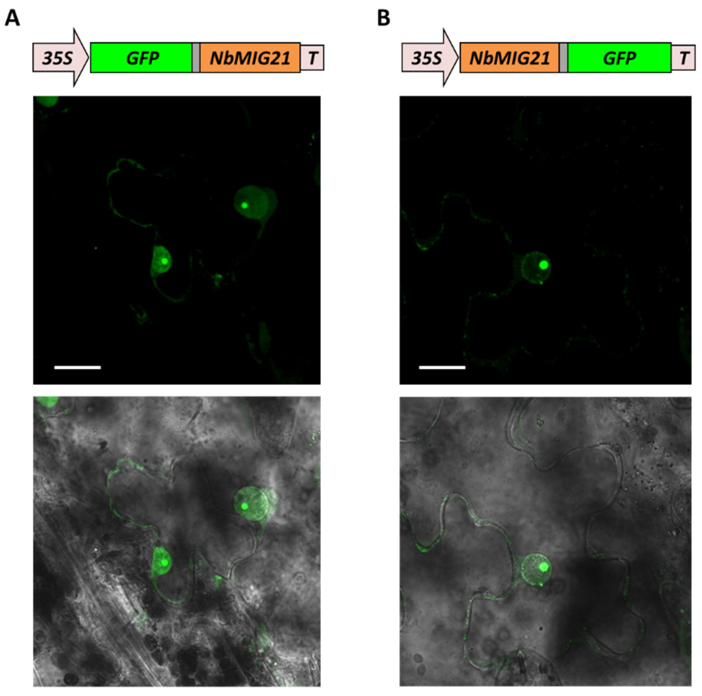 Plants 13 00279 g005