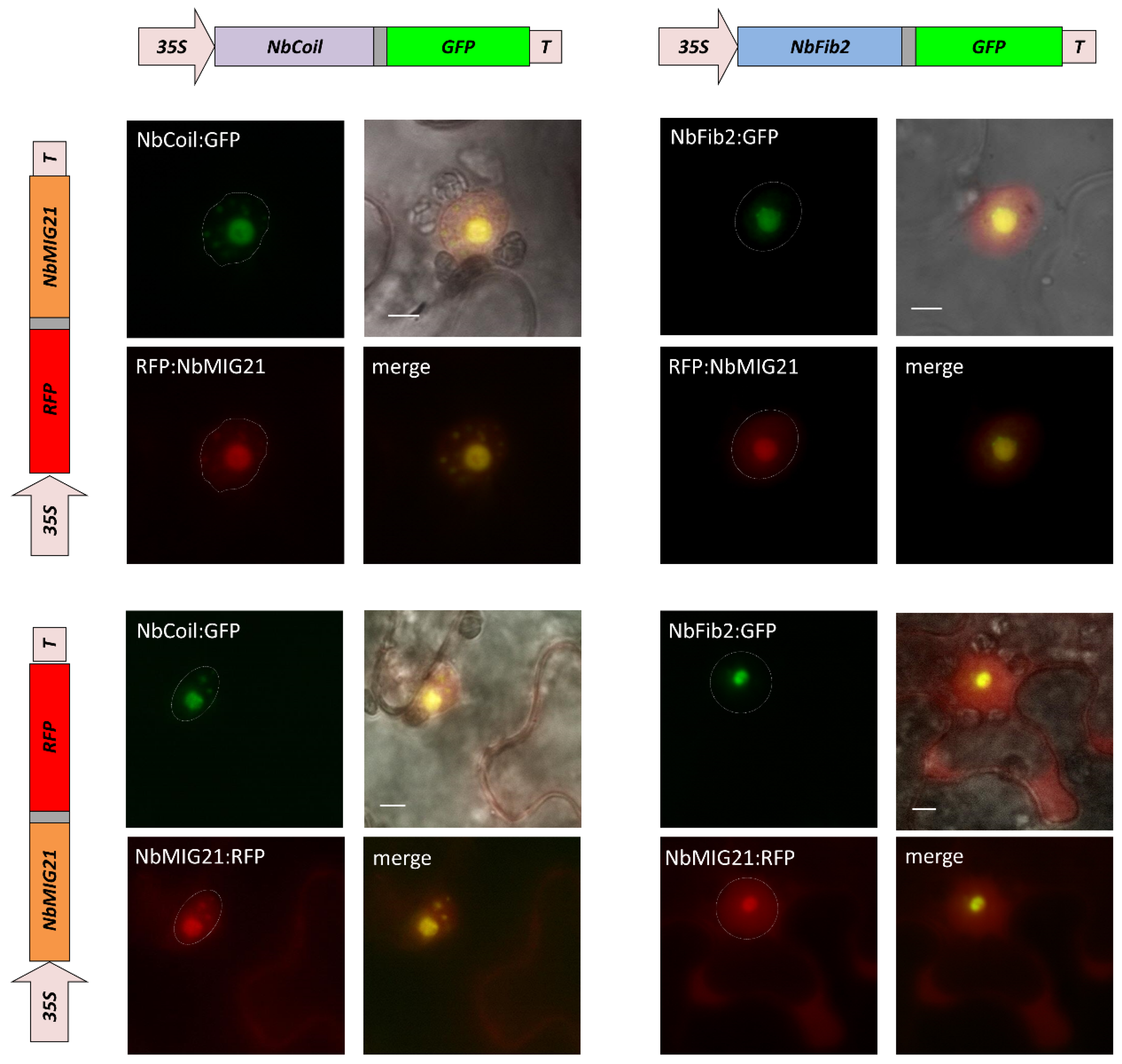 Plants 13 00279 g006