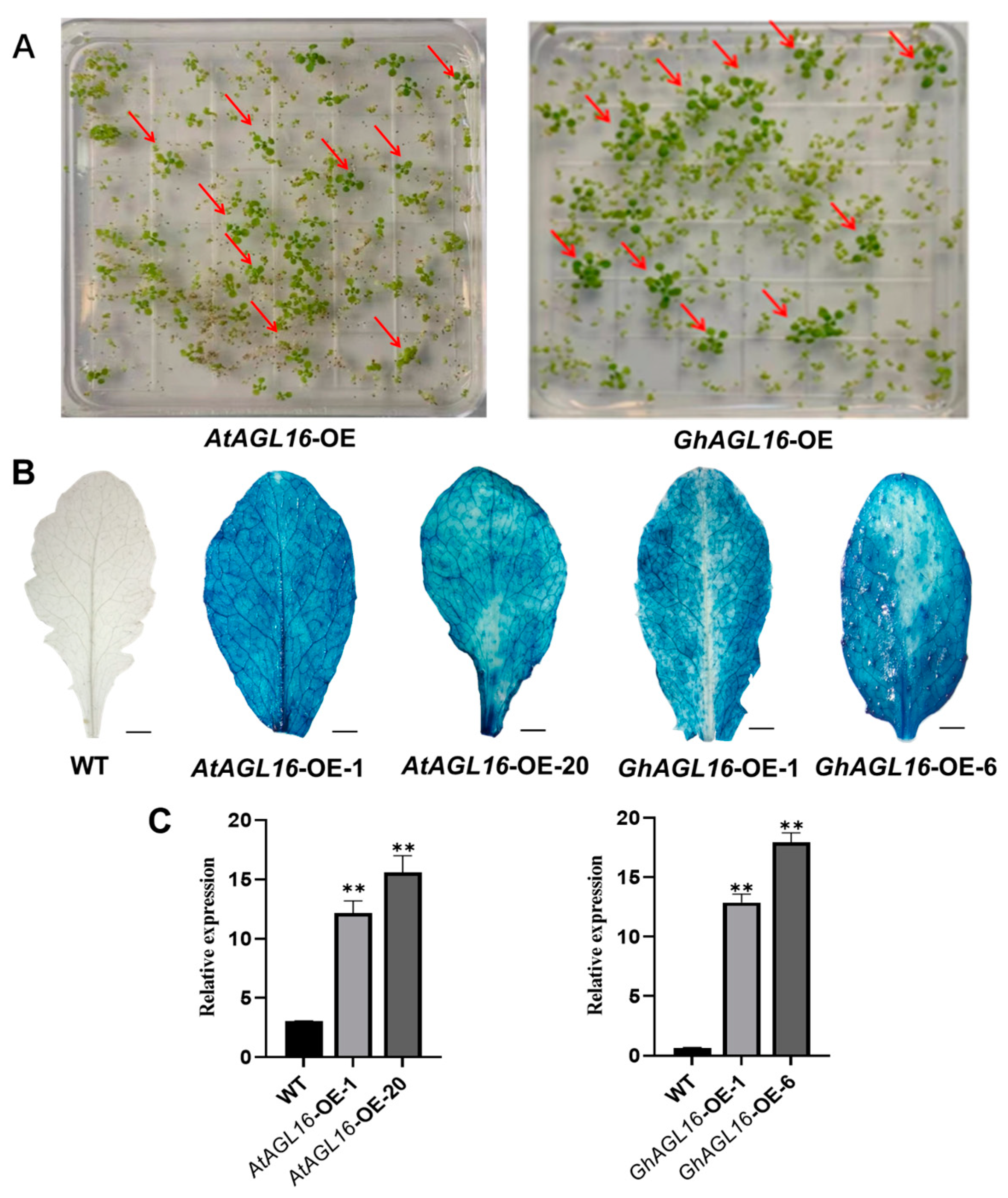 Plants 13 00282 g003