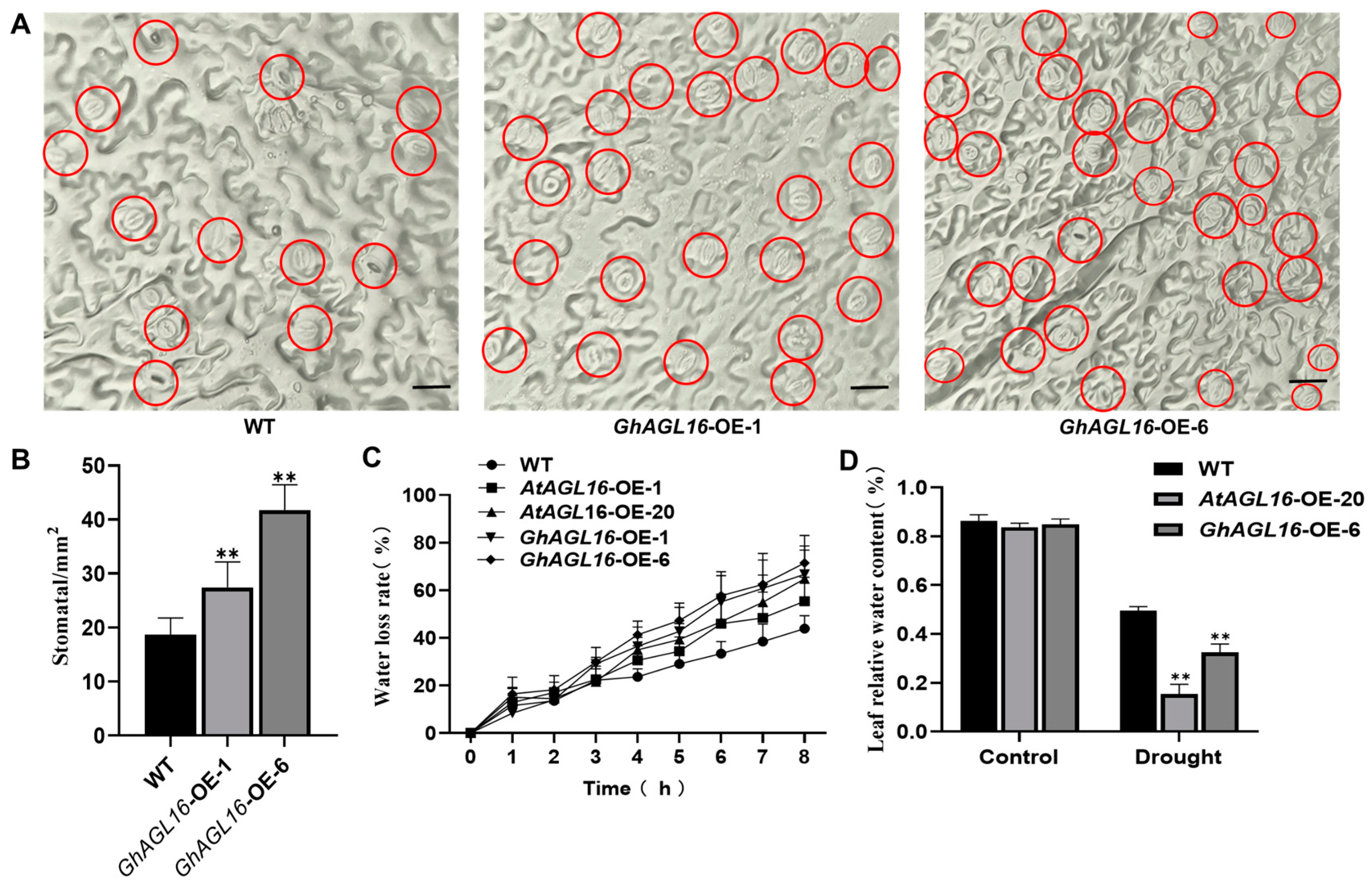 Plants 13 00282 g005