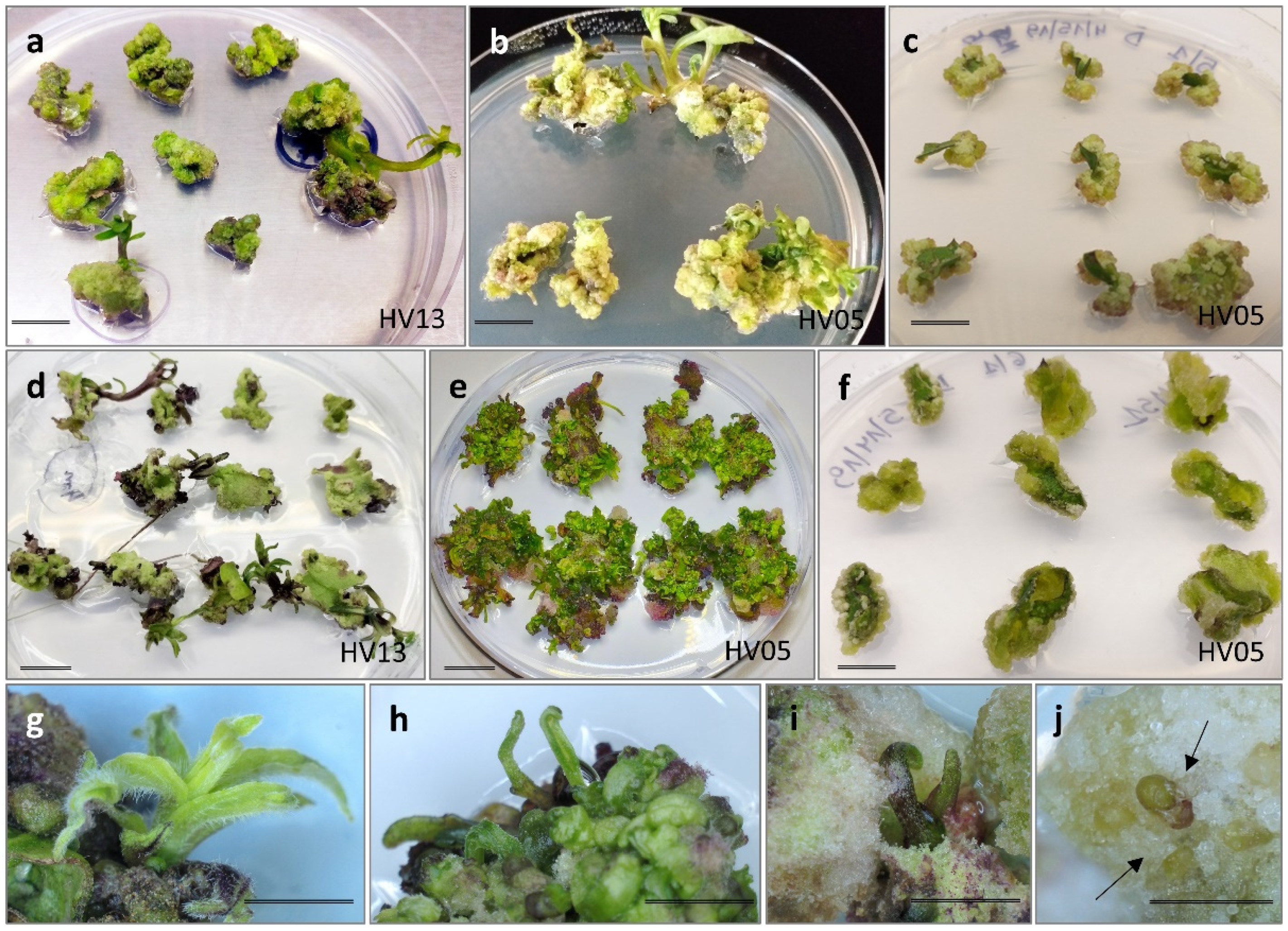 Plants 13 00285 g001