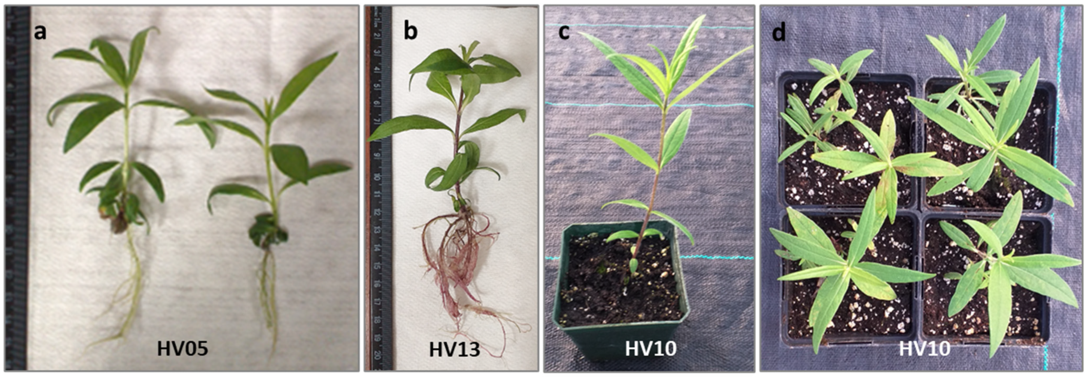 Plants 13 00285 g004