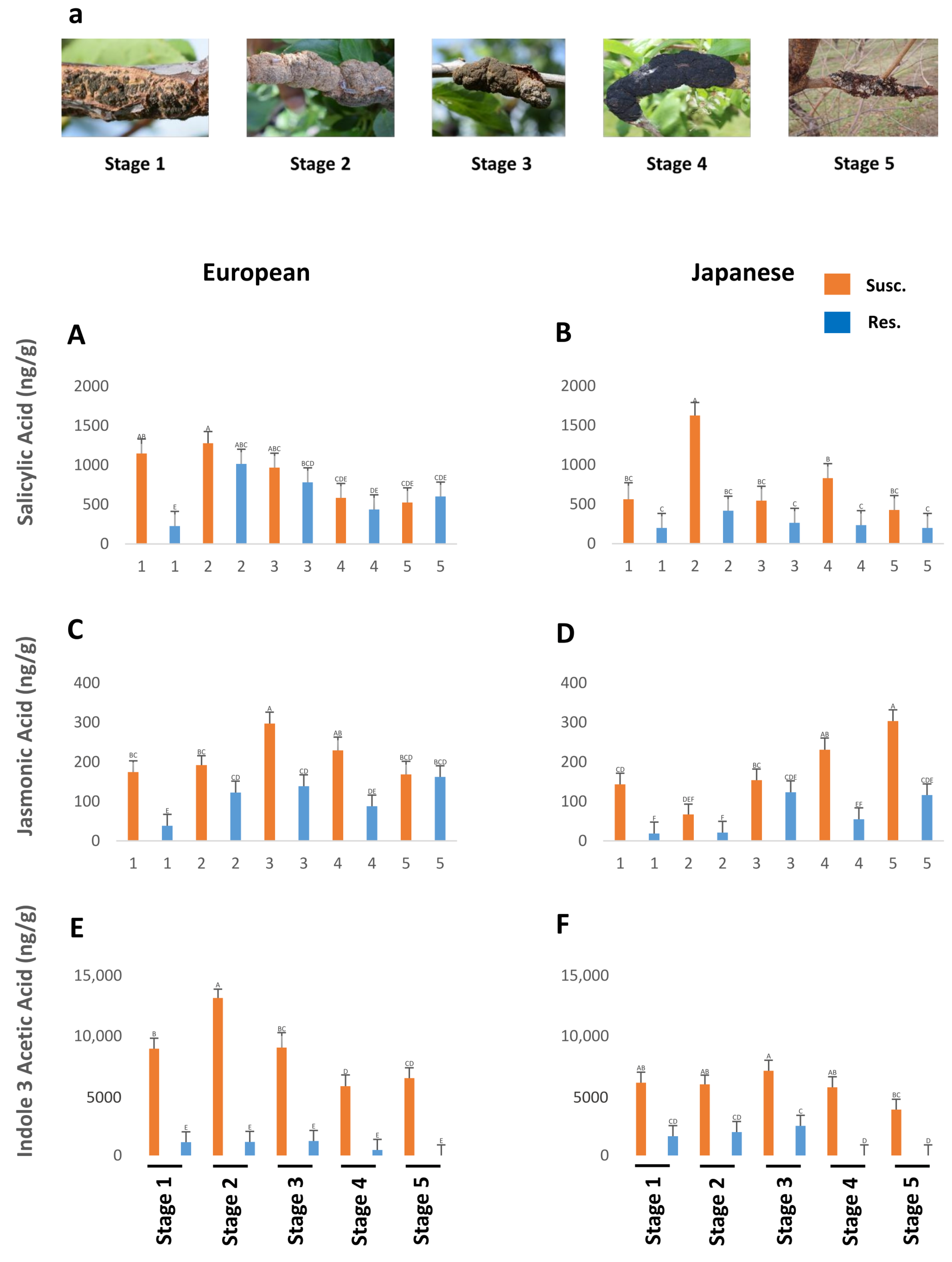 Plants 13 00292 g001