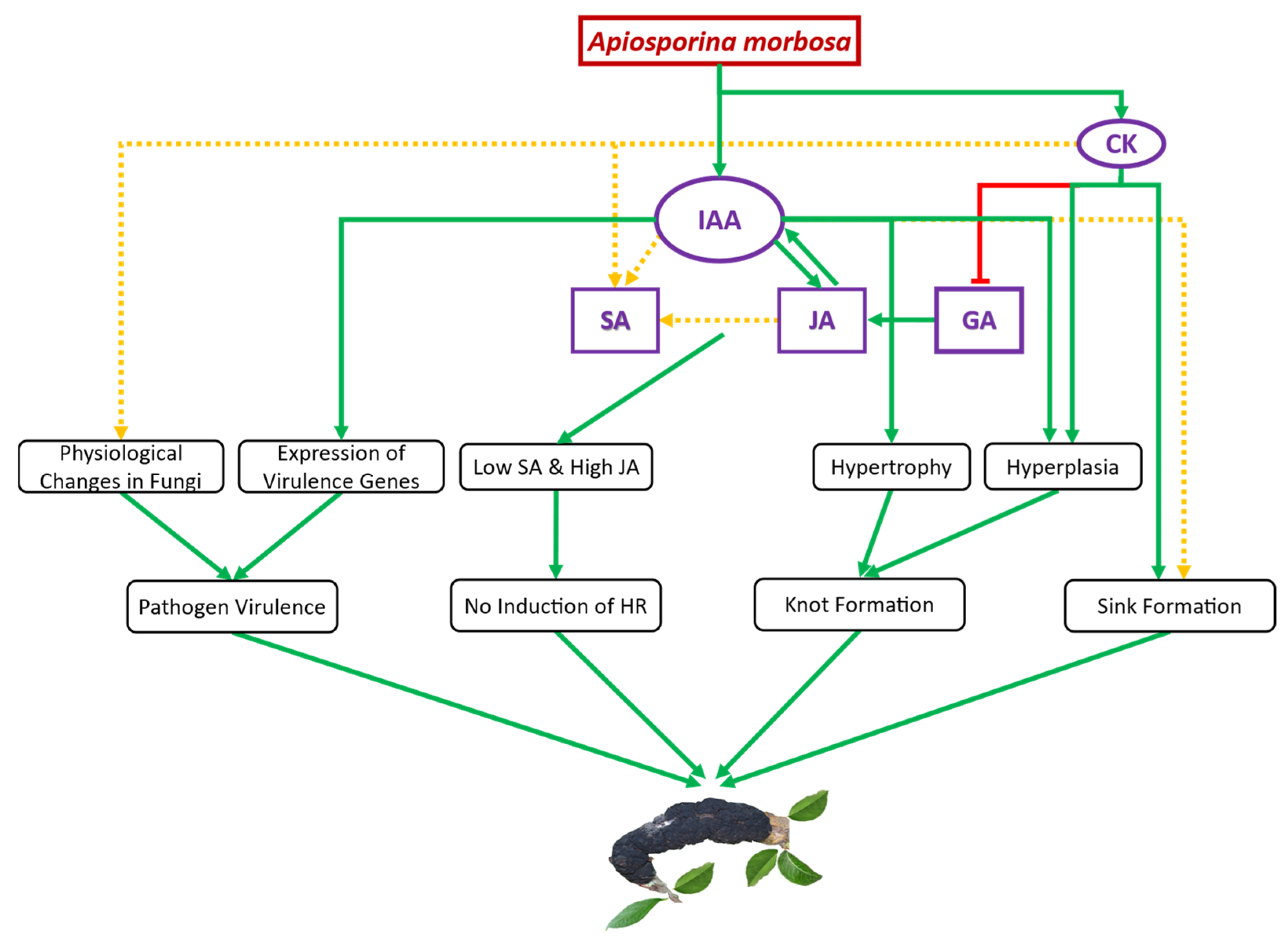 Plants 13 00292 g005