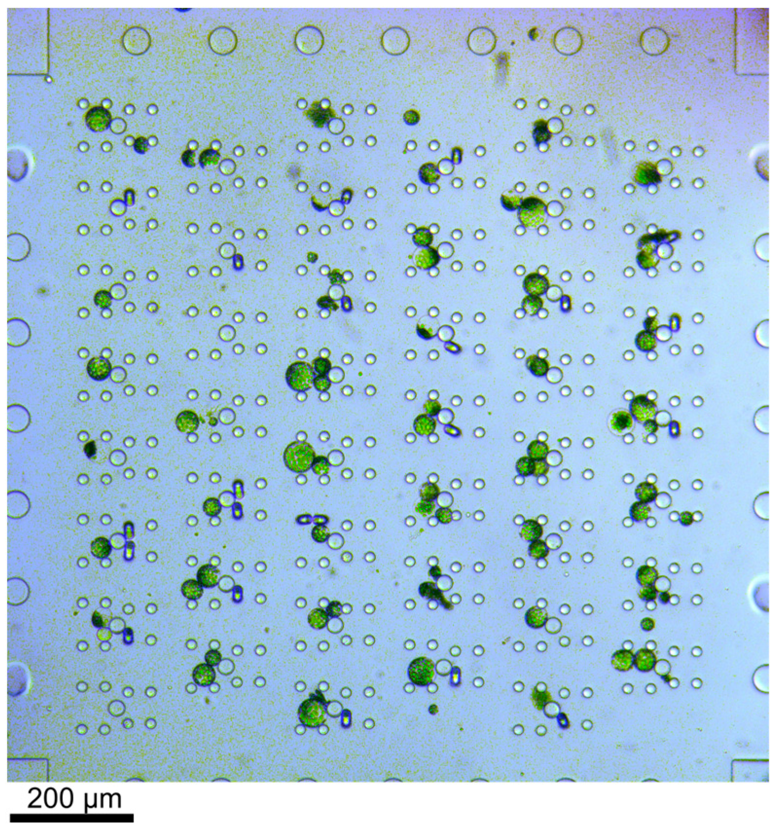 Plants 13 00295 g002