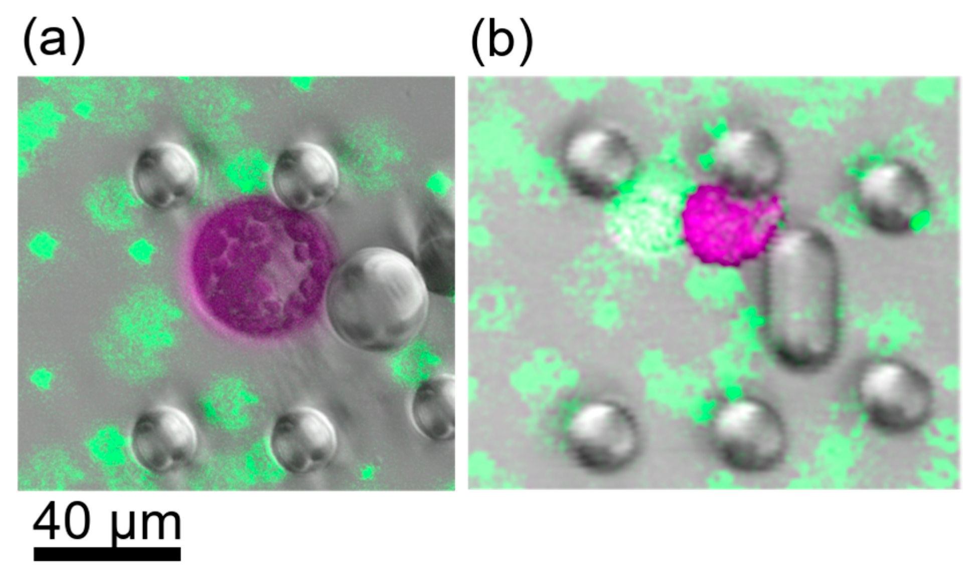 Plants 13 00295 g004