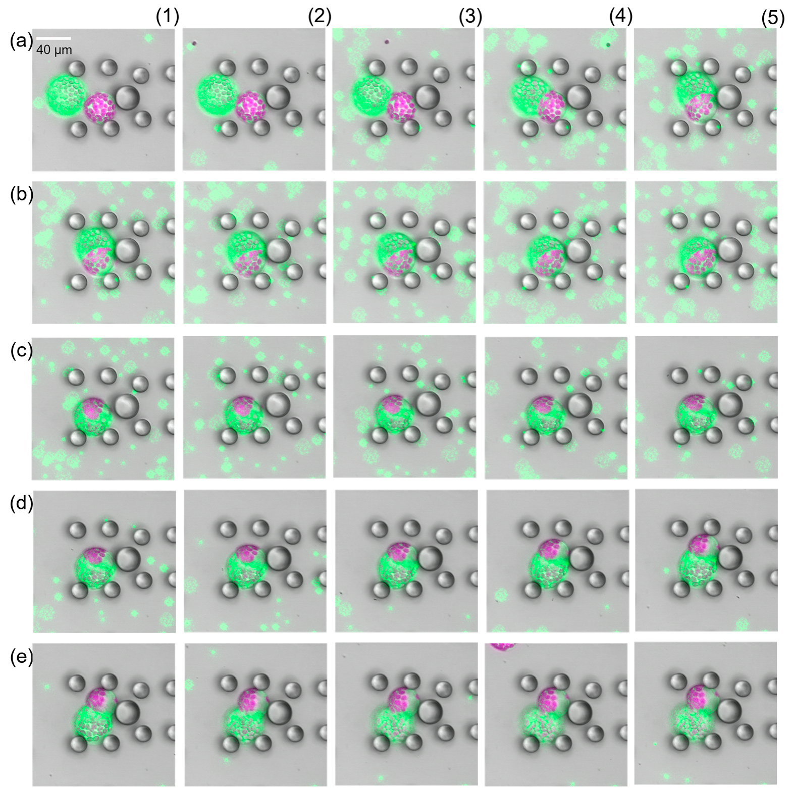 Plants 13 00295 g005