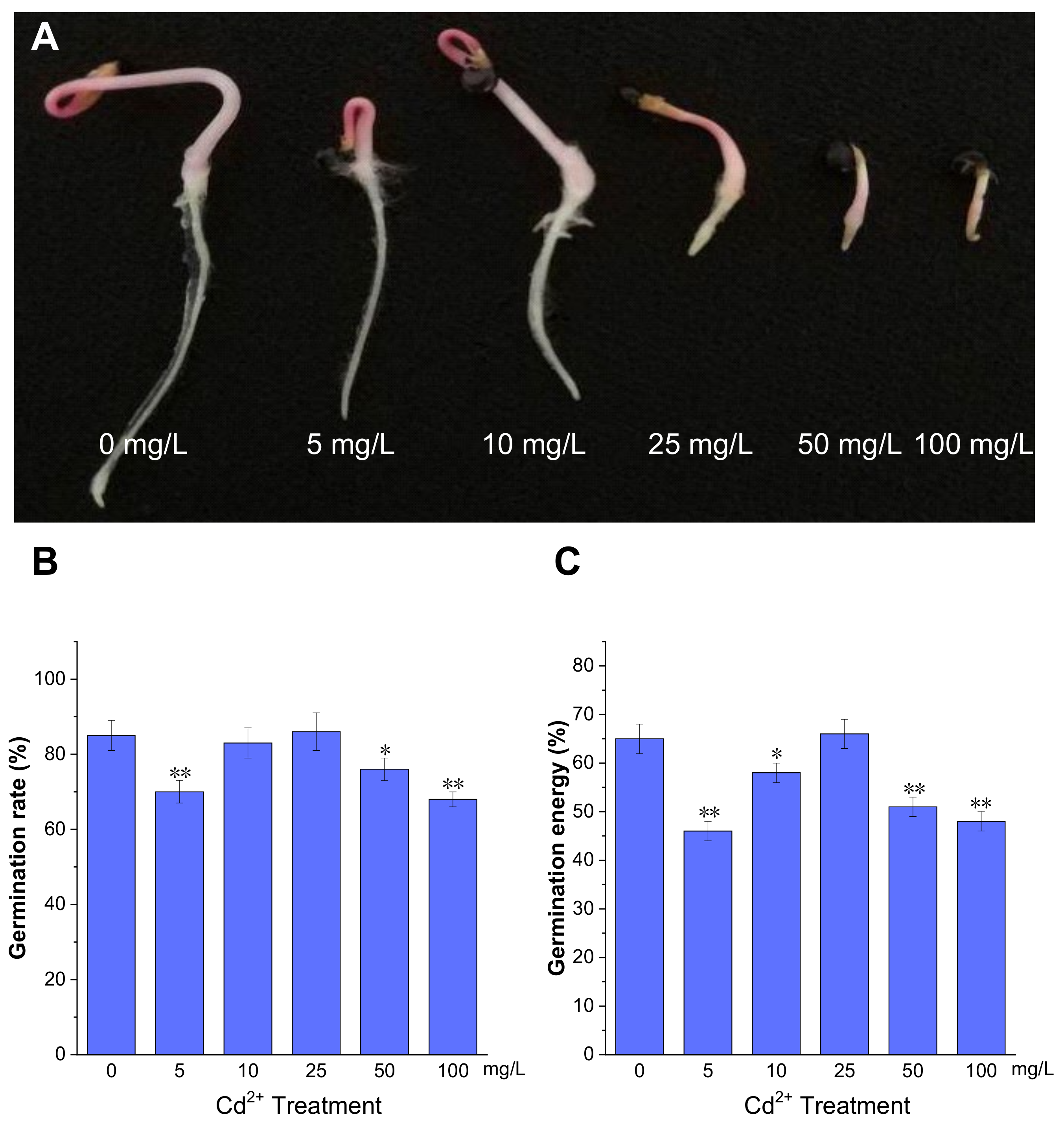 Plants 13 00297 g001